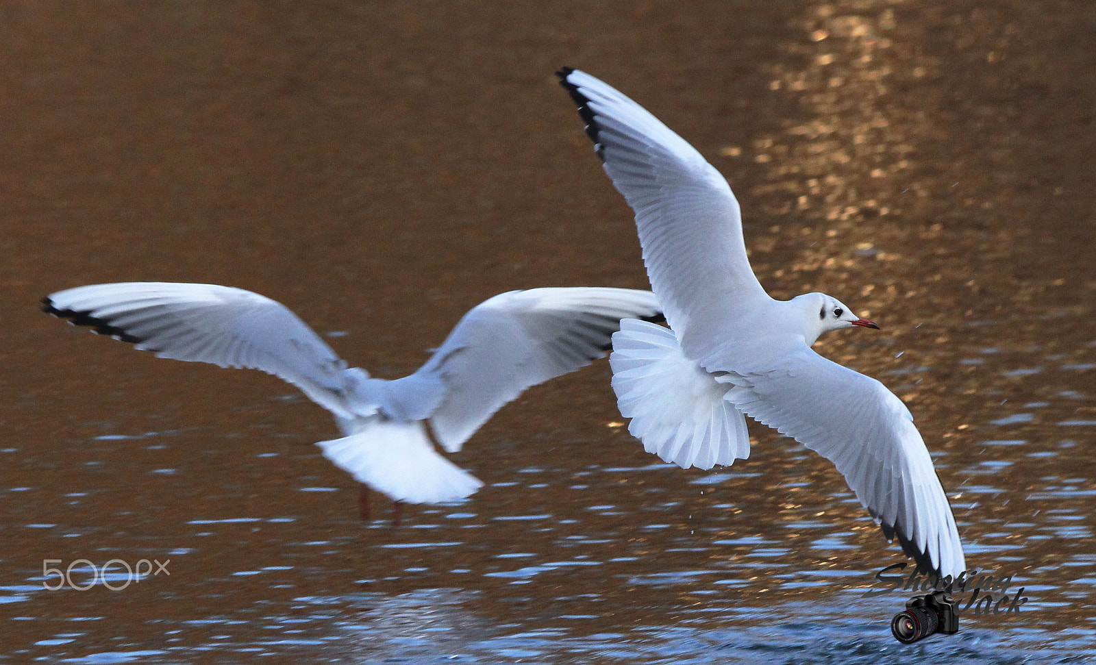 Sigma 150-600mm F5-6.3 DG OS HSM | C sample photo. Möwen photography
