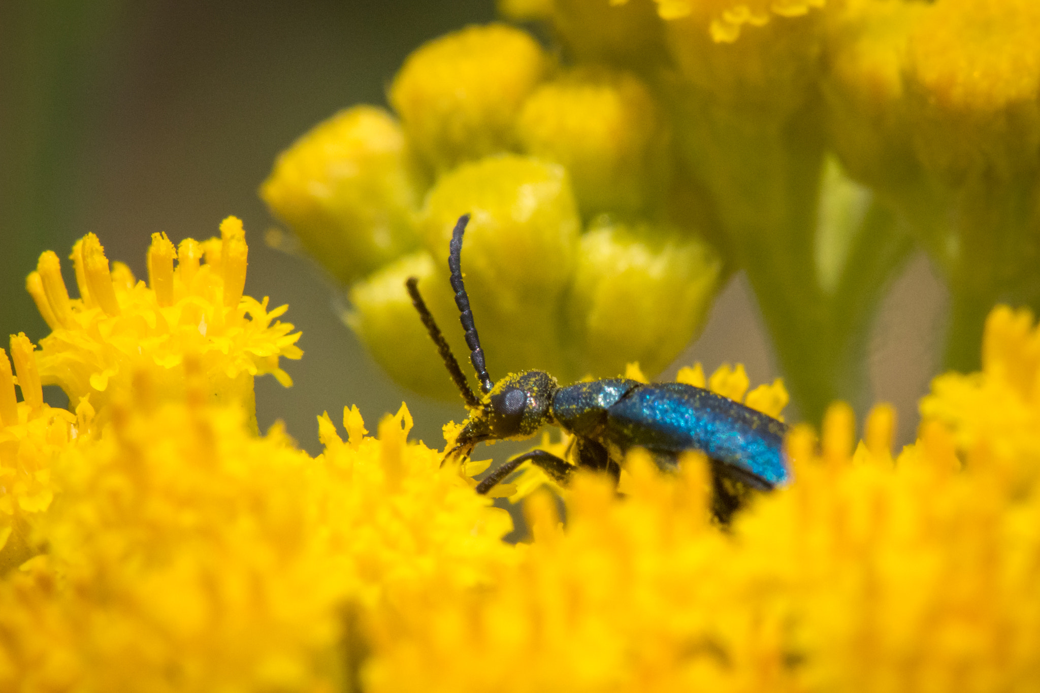 Canon EF 100mm F2.8 Macro USM sample photo. Surrounded by yellow photography
