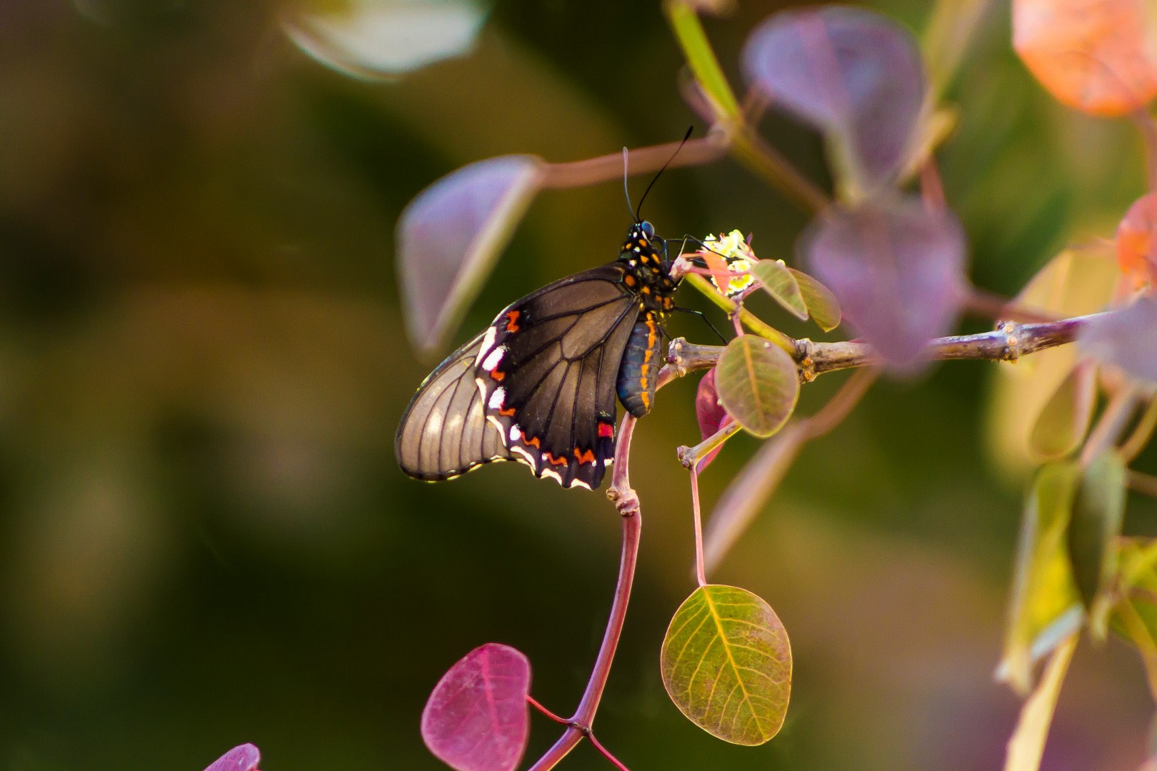 Canon EOS 60D + Canon EF 75-300mm f/4-5.6 USM sample photo. Butterfly in a tree flower photography