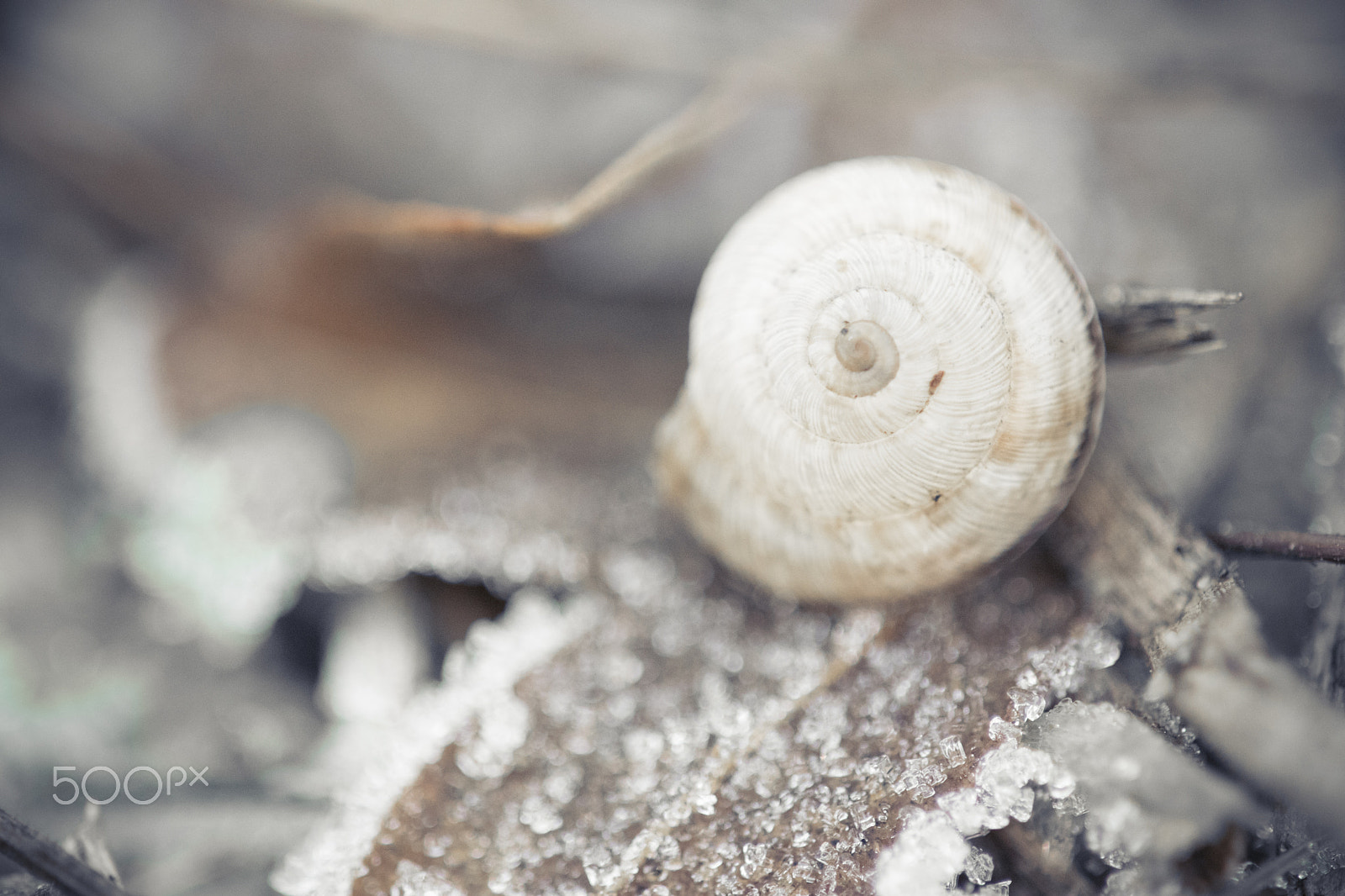Sigma 150mm F2.8 EX DG Macro HSM sample photo. Frozen photography