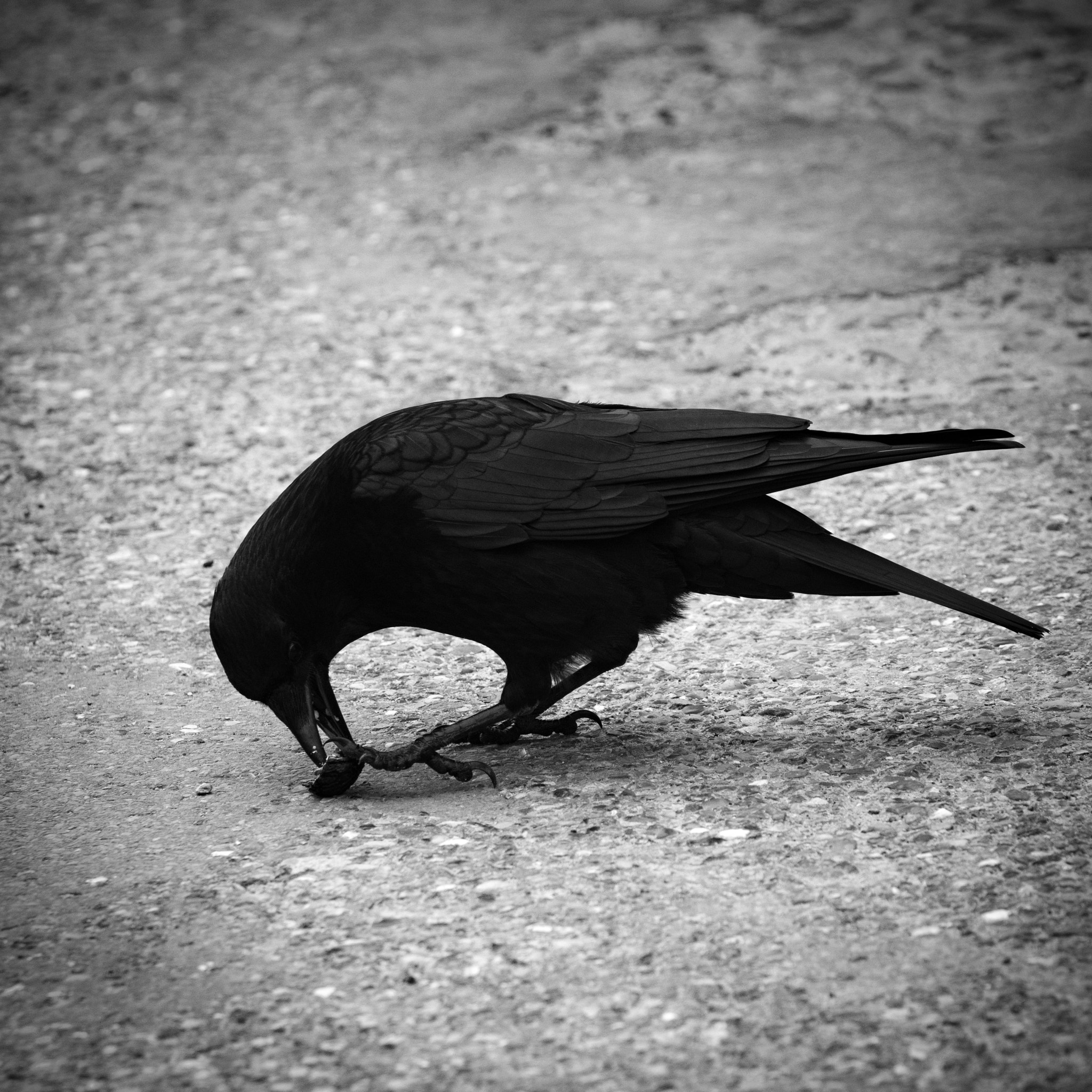 Sigma 70-200mm F2.8 EX DG OS HSM sample photo. Noir corbeau photography