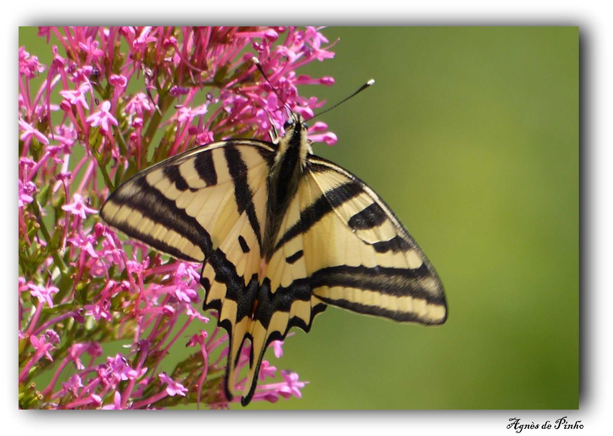 Panasonic Lumix DMC-GF5 sample photo. Papilio alexanor photography