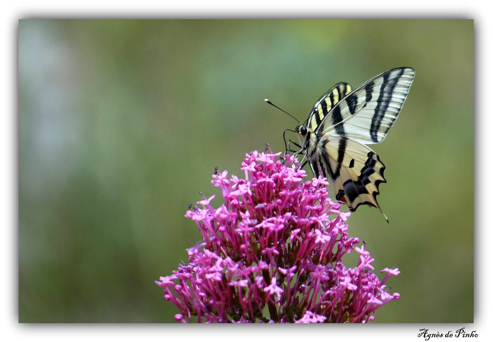 Panasonic Lumix DMC-GF5 sample photo. Papilio alexanor photography