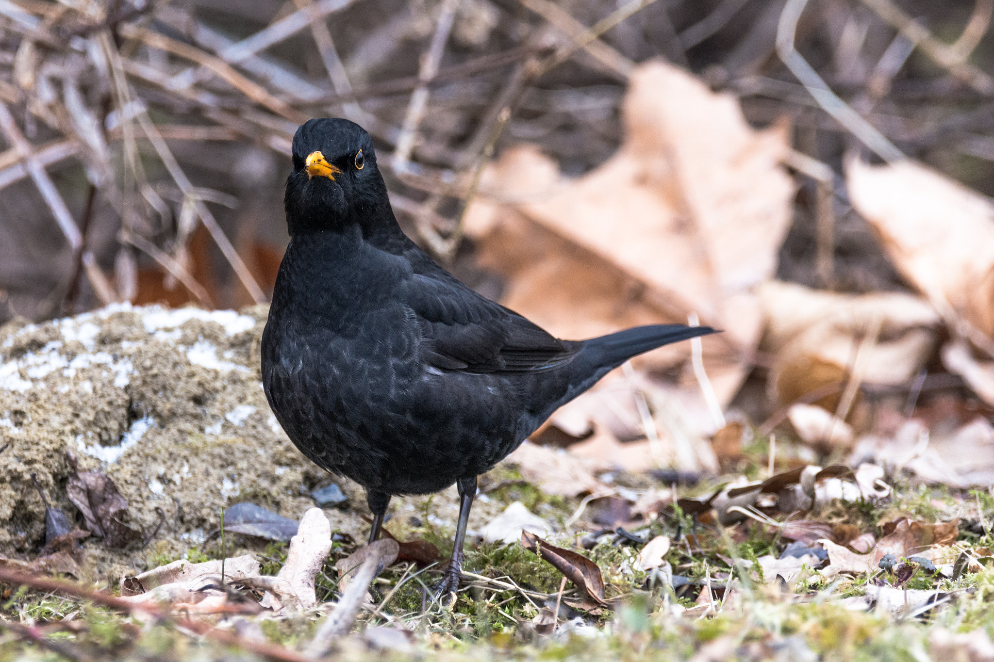 Sigma 150-600mm F5-6.3 DG OS HSM | C sample photo. Blackbird iv. photography