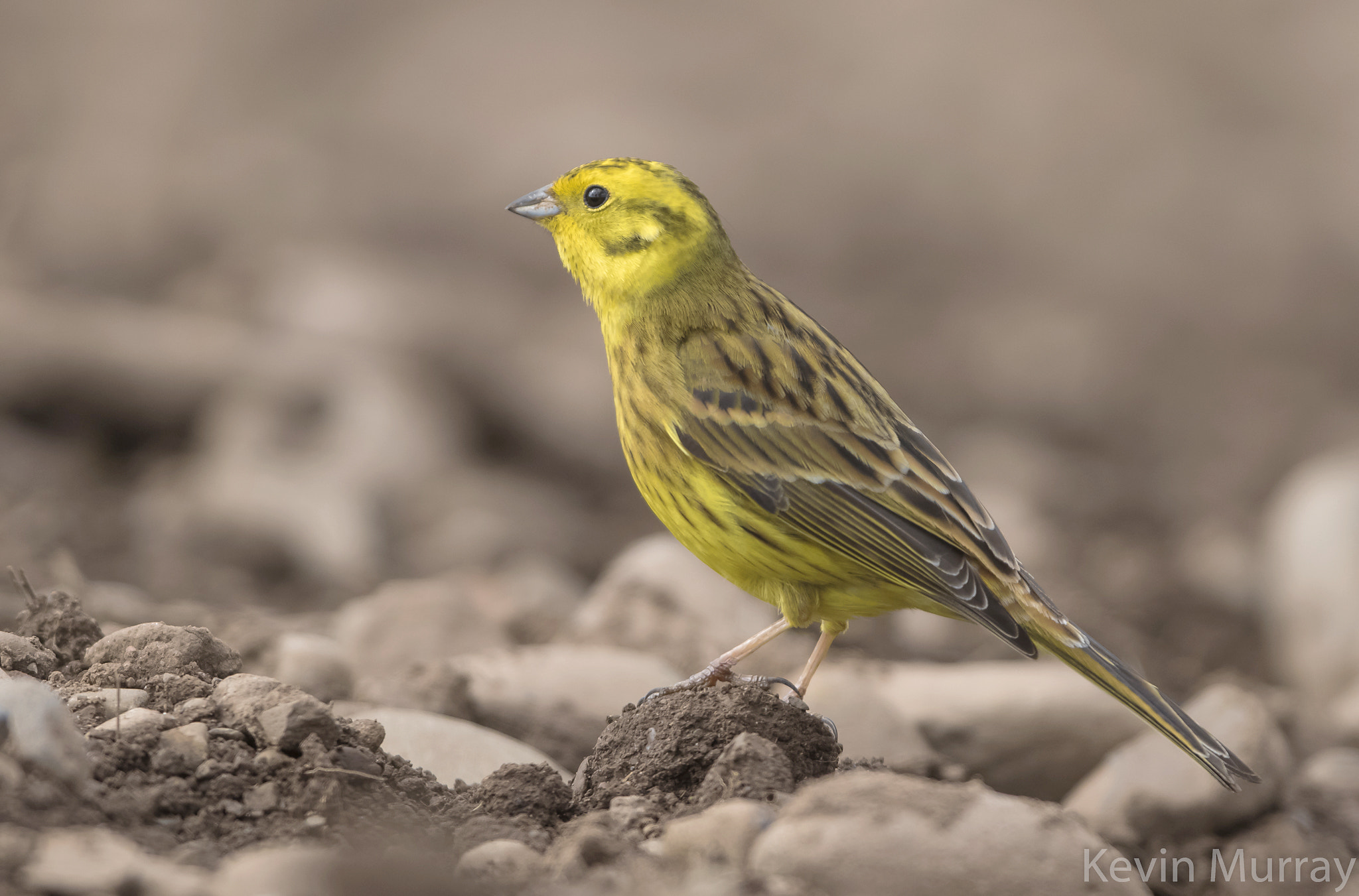 Canon EOS 7D Mark II + Canon EF 300mm F2.8L IS USM sample photo. Yellow hammer photography