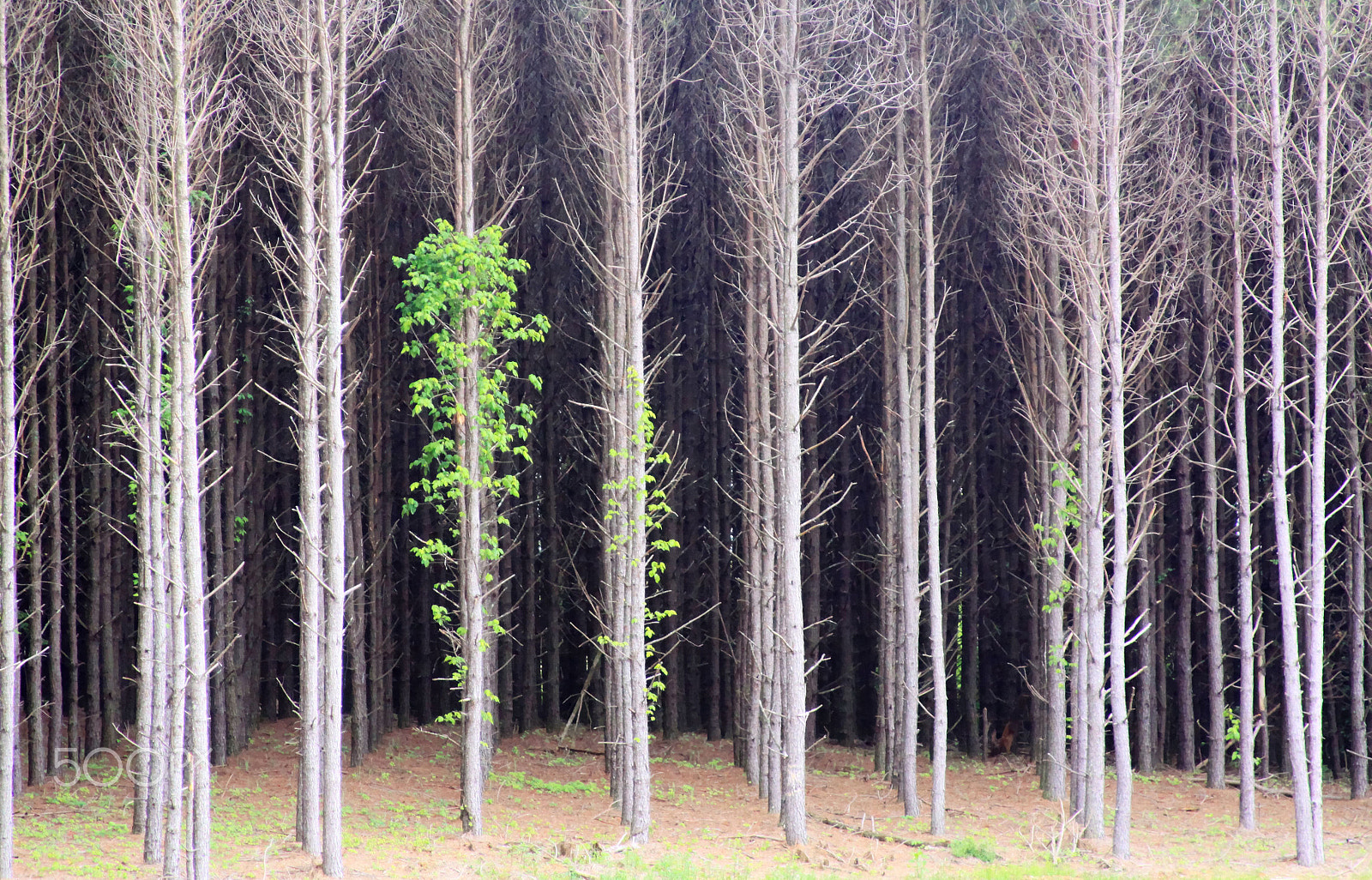 Canon EF 28-135mm F3.5-5.6 IS USM sample photo. Tree zone photography
