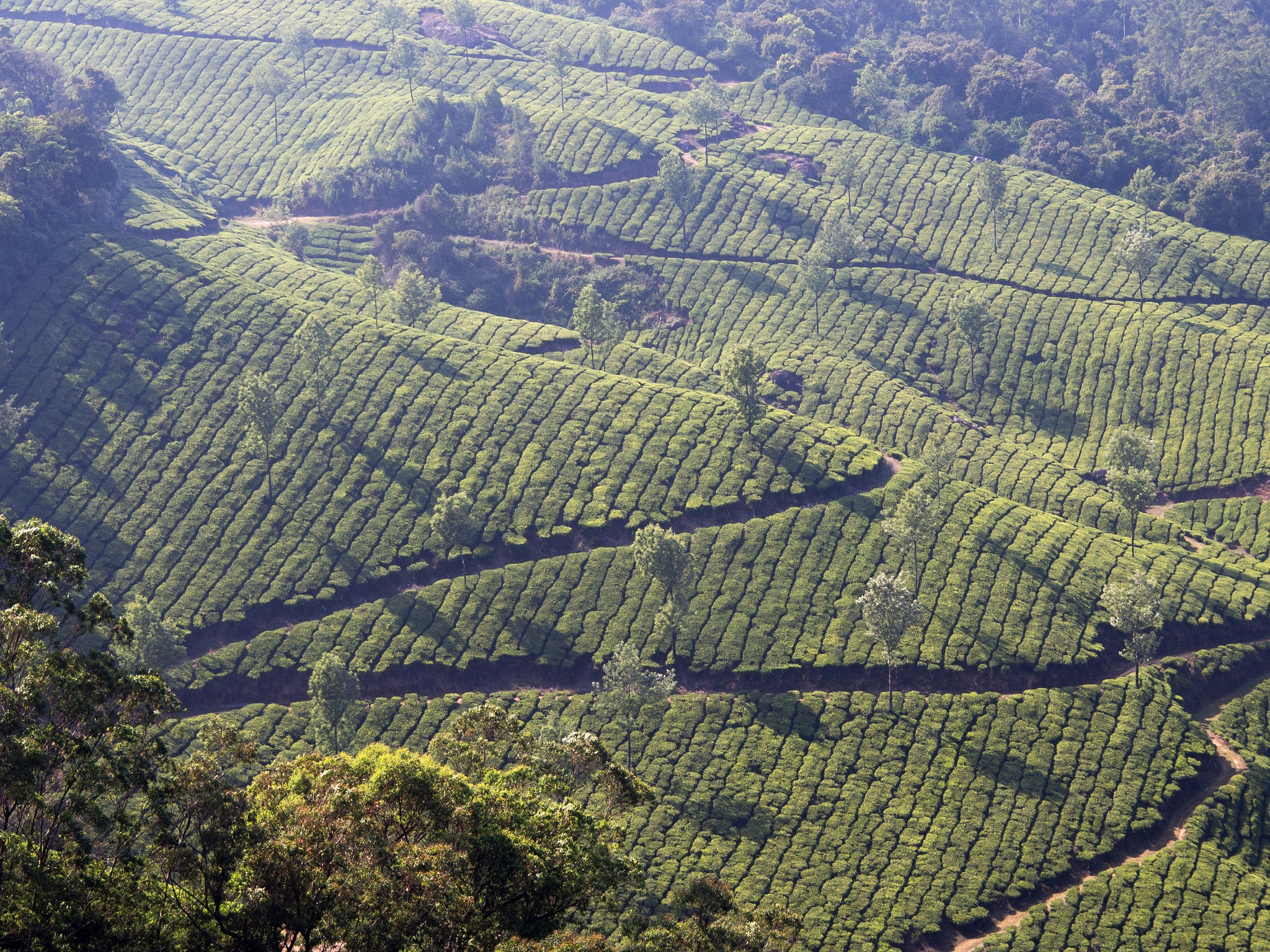 Olympus OM-D E-M5 sample photo. Sun and warmth on the tea plantations photography