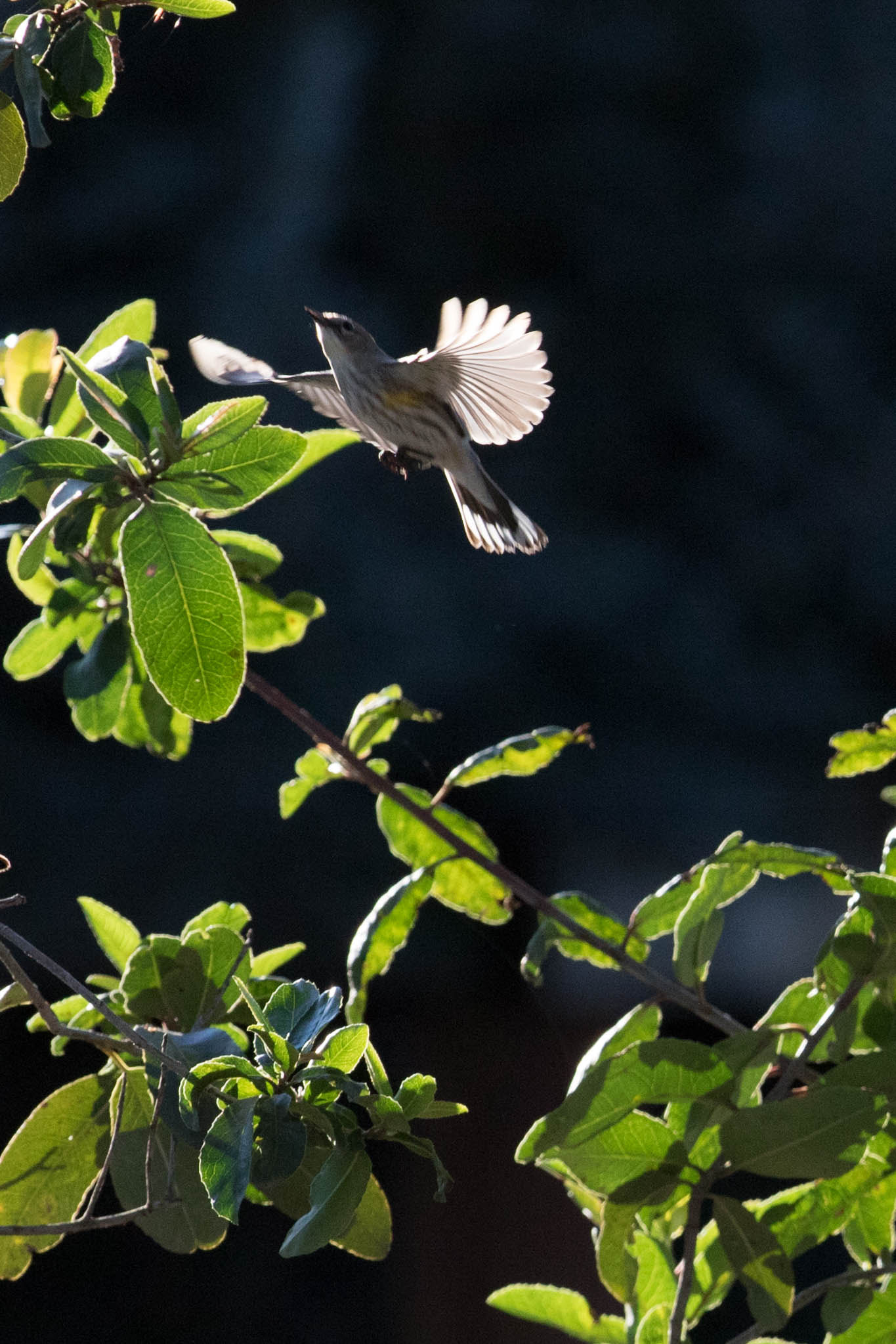 Canon EF 300mm F2.8L IS II USM sample photo
