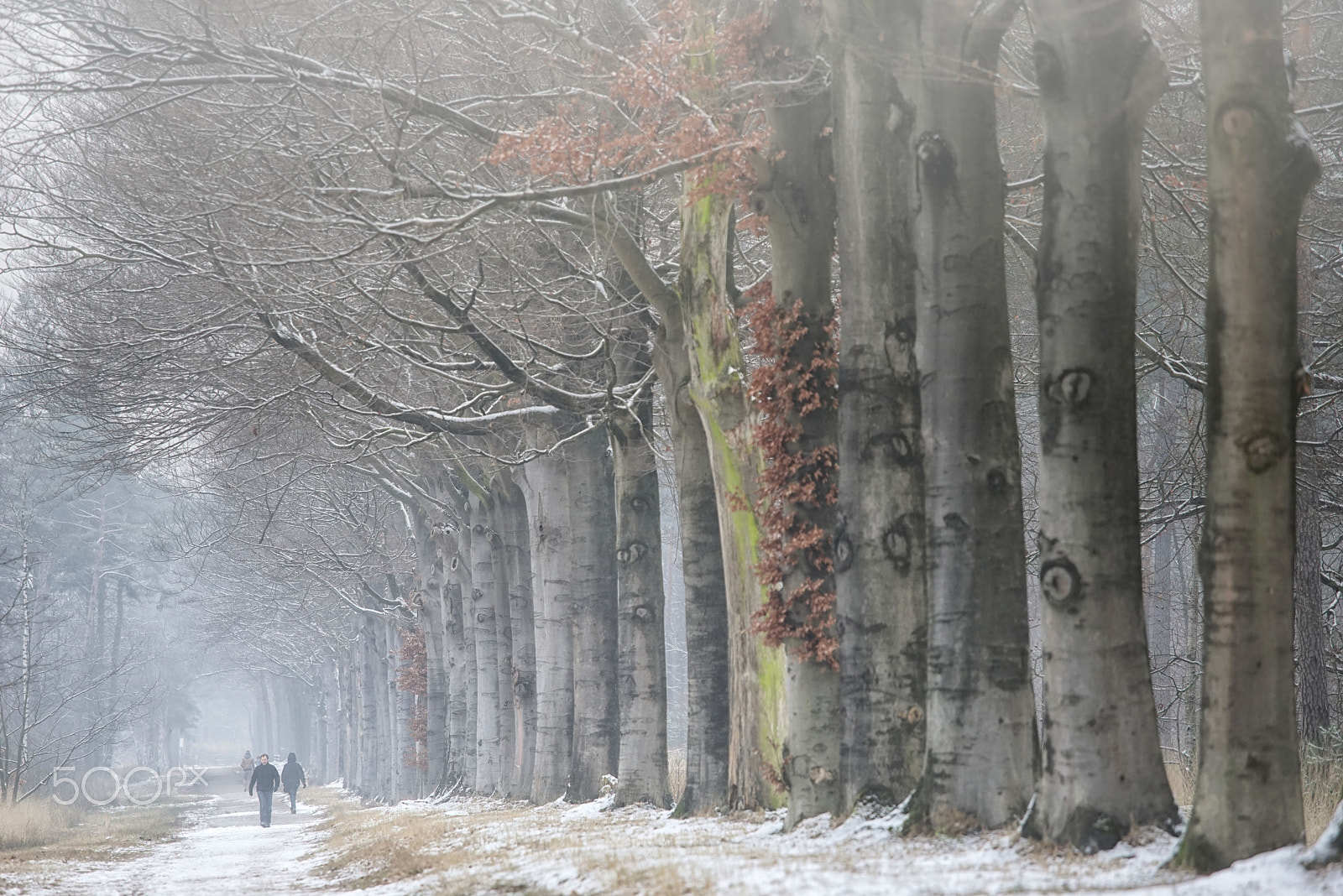 Sony a7R + DT 70-200mm F4 SAM sample photo. Frozen on saturday photography