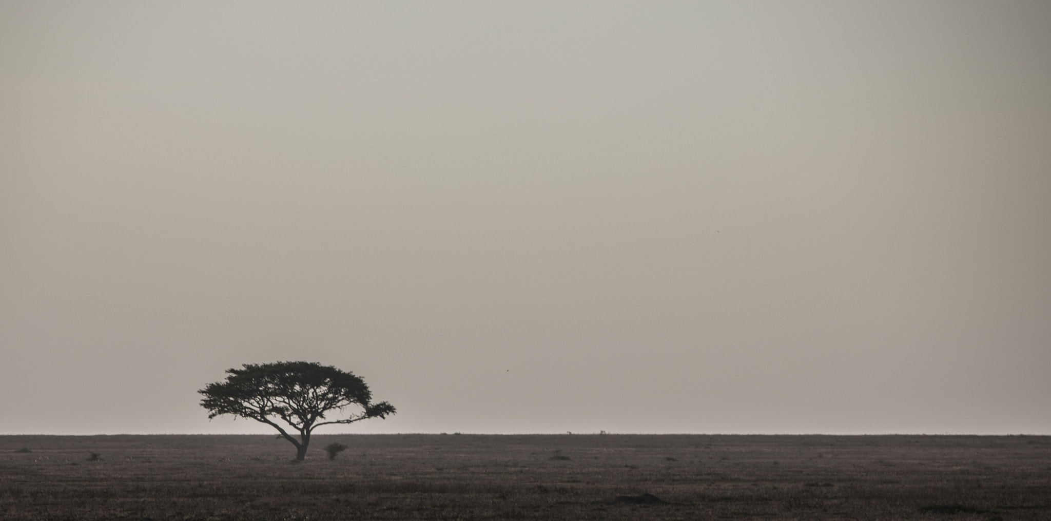 Canon EF 200-400mm F4L IS USM Extender 1.4x sample photo. Serengeti, tanzania photography