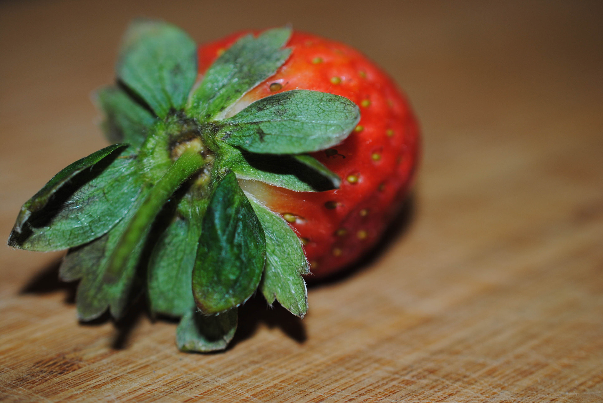 Nikon AF-S DX Micro Nikkor 40mm F2.8 sample photo. Fresa photography