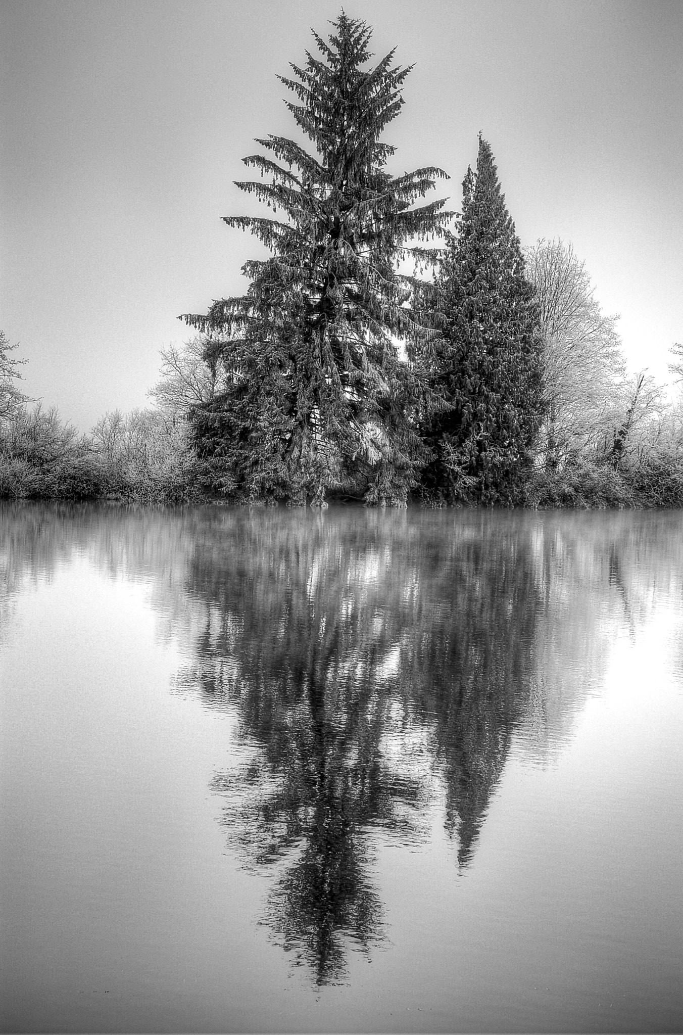 Nikon D50 sample photo. Tree and reflection photography