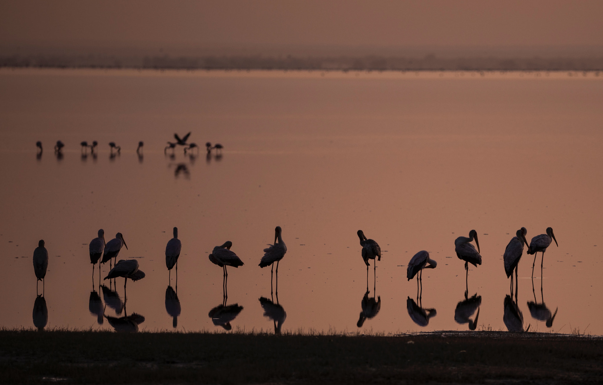 Canon EOS 5D Mark IV sample photo. Flamingo-lake manyara,tanzania photography