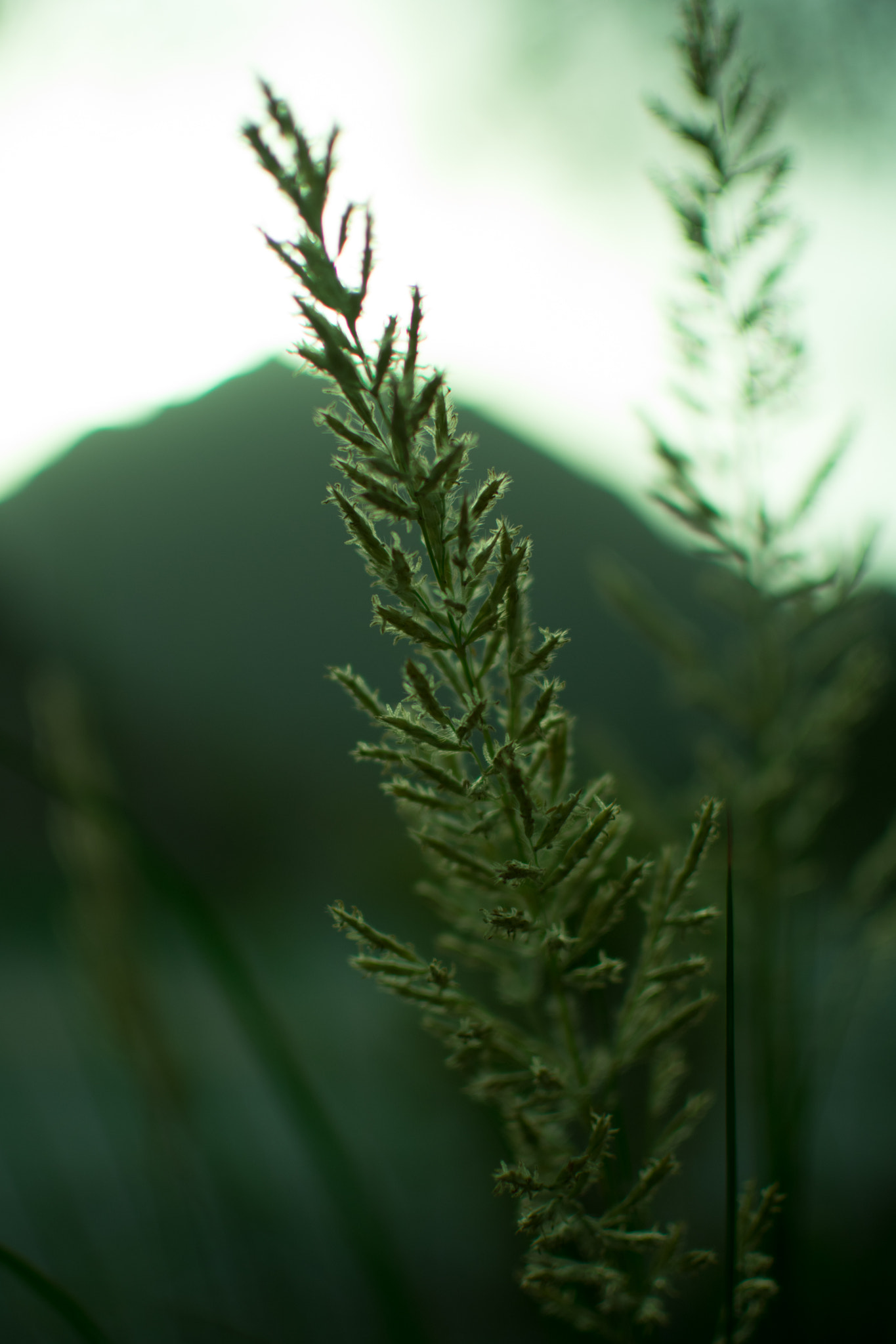 Nikon D3400 + Nikon AF-S DX Nikkor 35mm F1.8G sample photo. Solitude photography