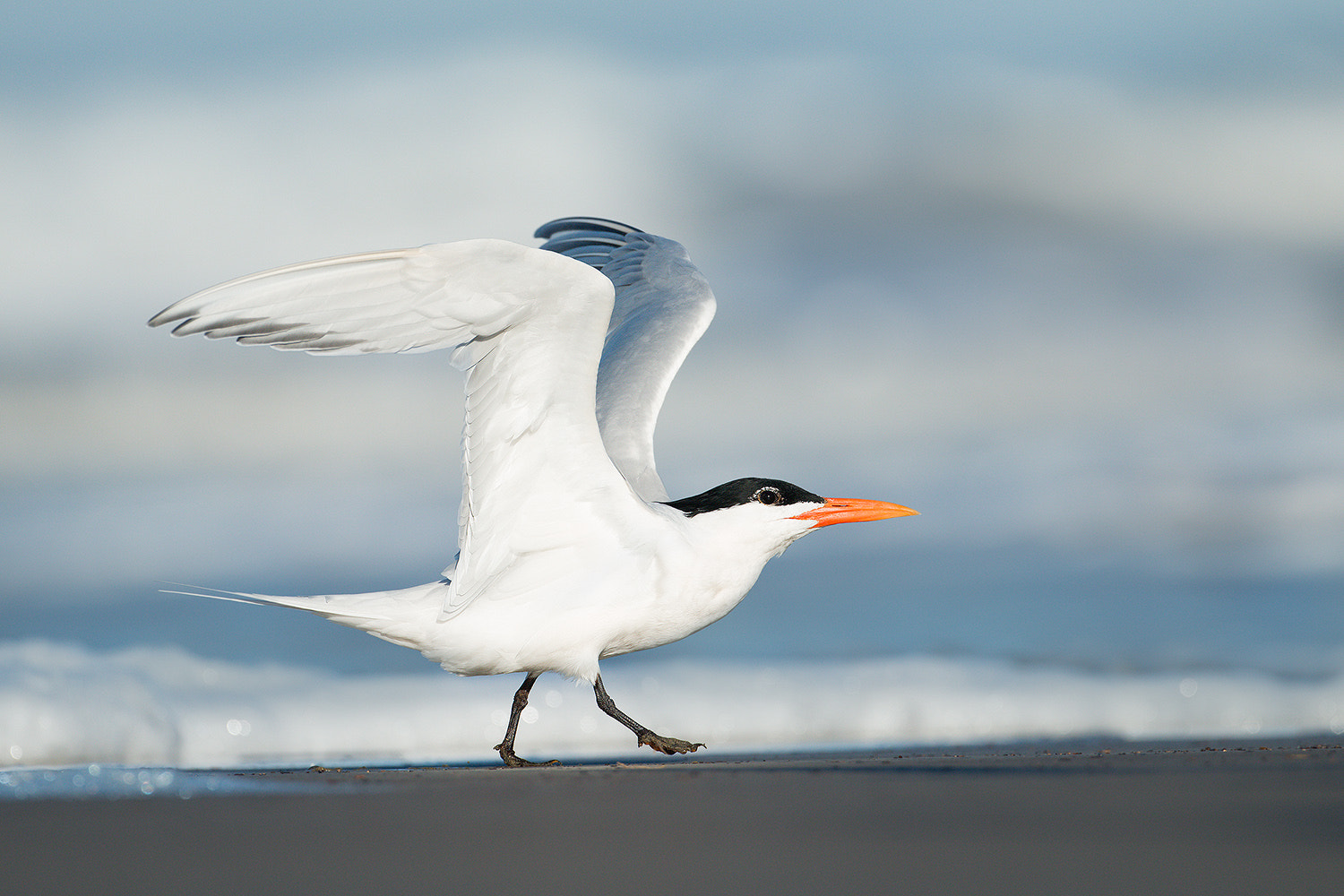 Canon EOS 70D + Canon EF 500mm F4L IS USM sample photo. Royal tern photography