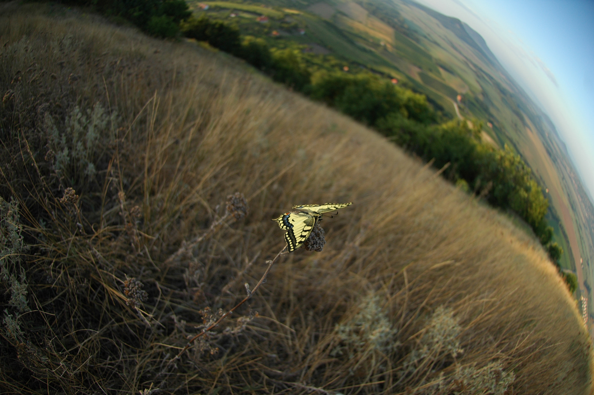 Nikon D70s + Nikon AF DX Fisheye-Nikkor 10.5mm F2.8G ED sample photo. Summer beauty photography