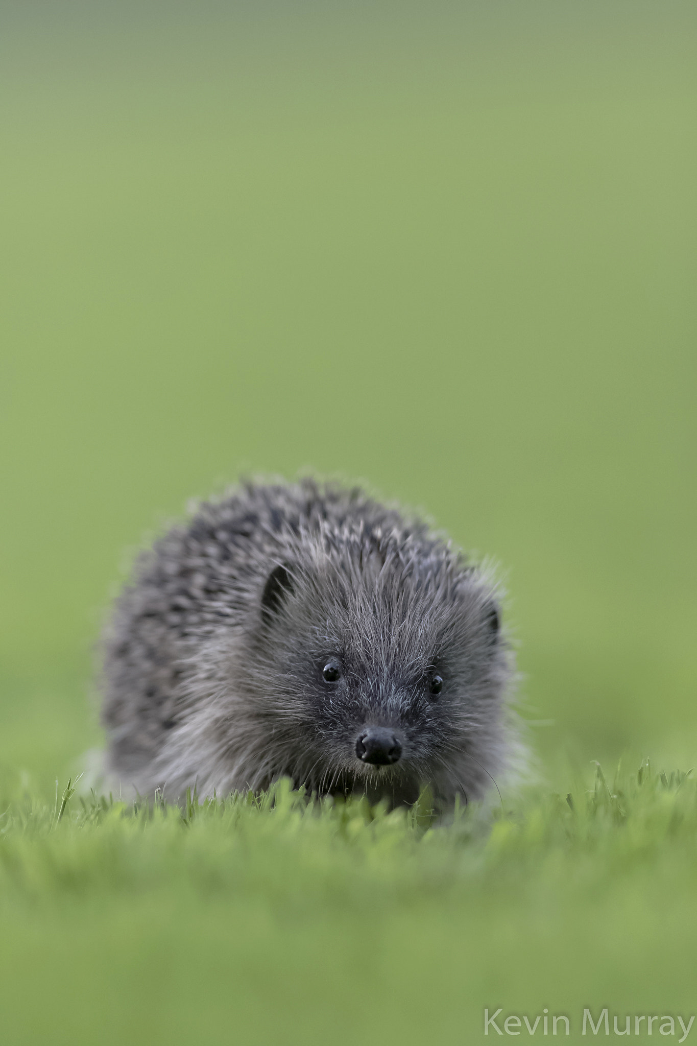 Canon EF 300mm F2.8L IS USM sample photo. Hedgehog photography