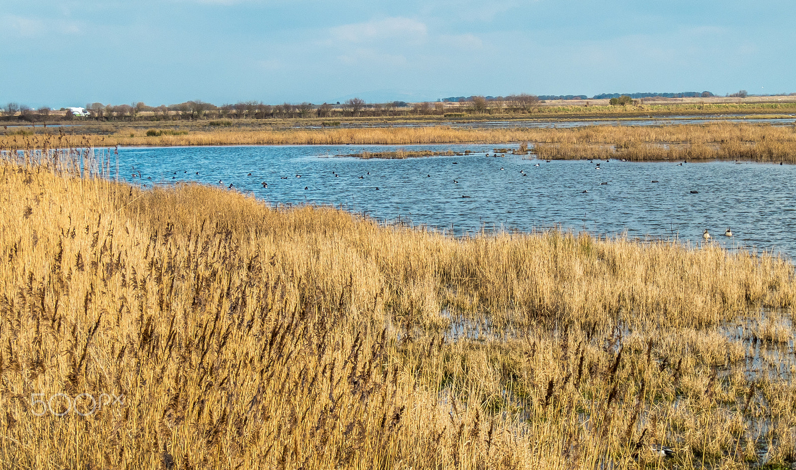 Fujifilm XF1 sample photo. Reedbeds photography