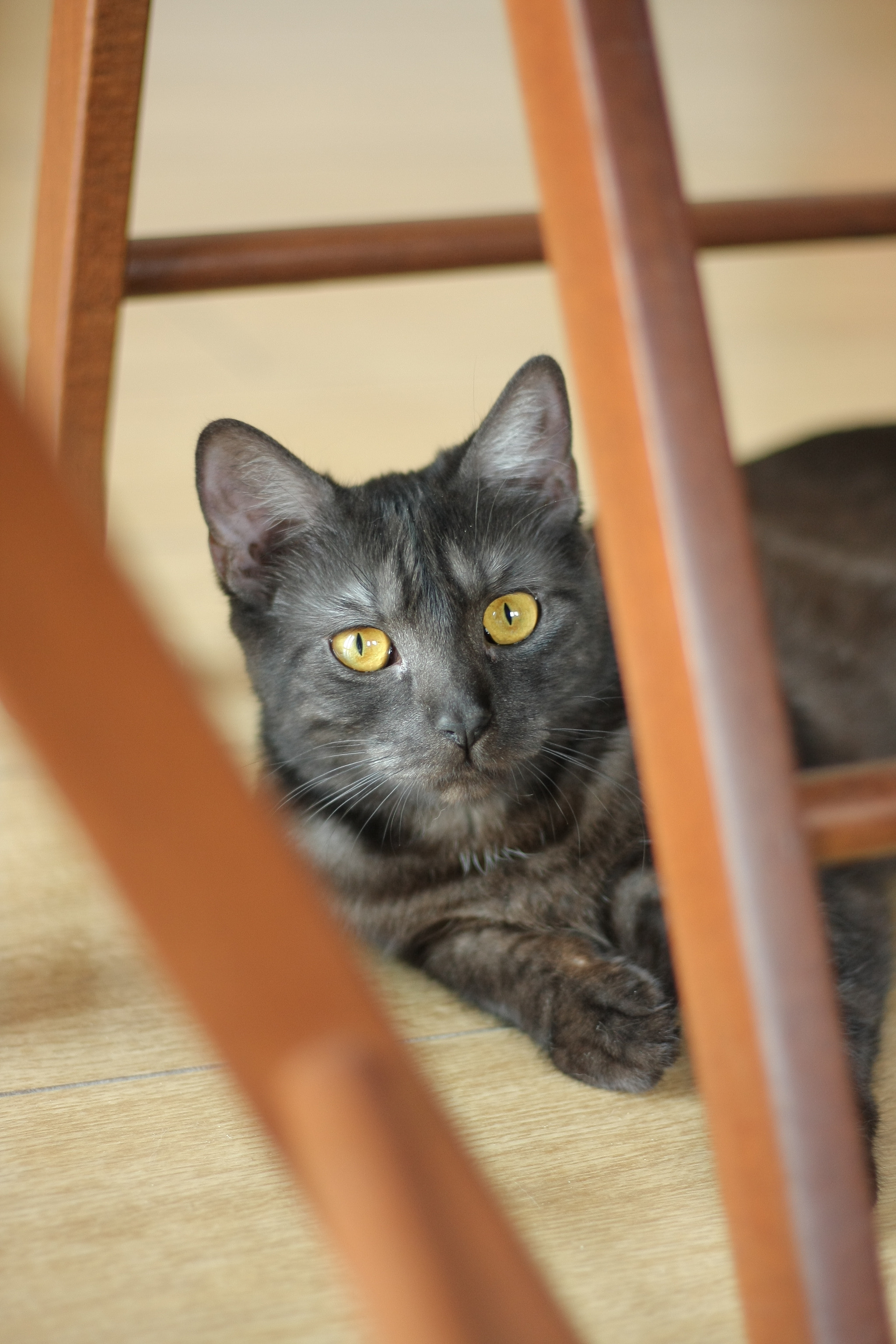 Canon EOS 40D + Canon EF 50mm F1.8 STM sample photo. Cat photography