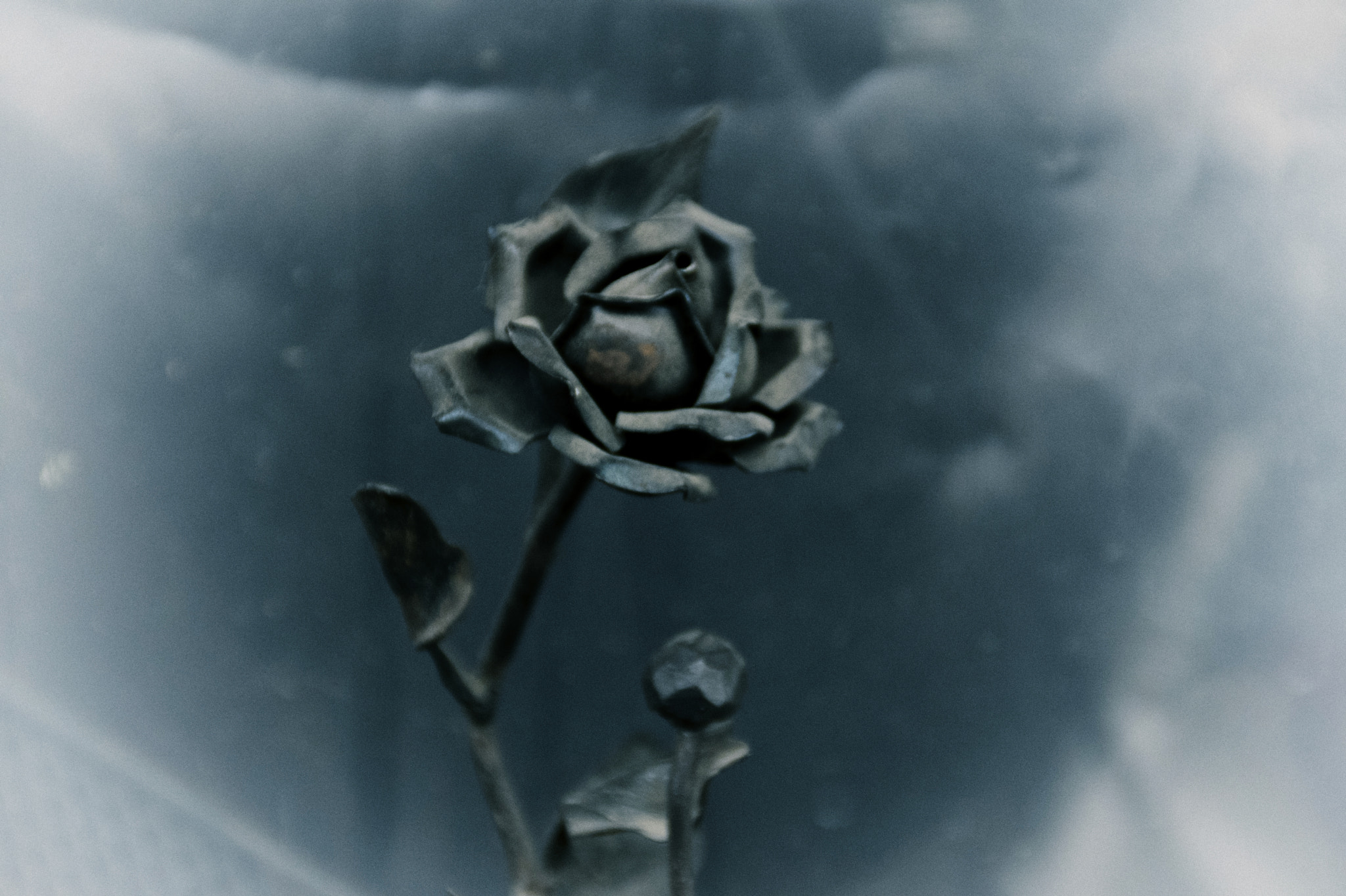 Nikon D3300 sample photo. Waiting a rose (wrought iron) photography