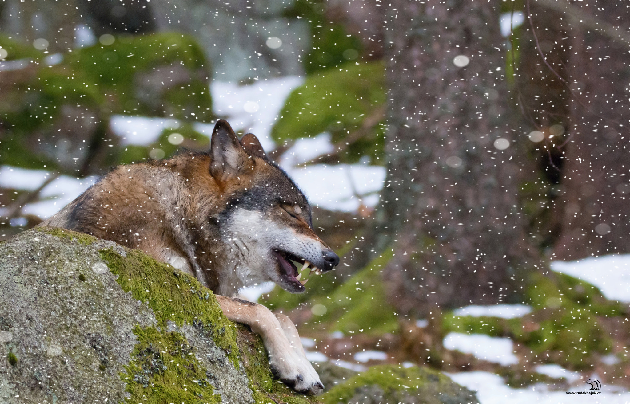150-600mm F5-6.3 DG OS HSM | Contemporary 015 sample photo. Wolf photography