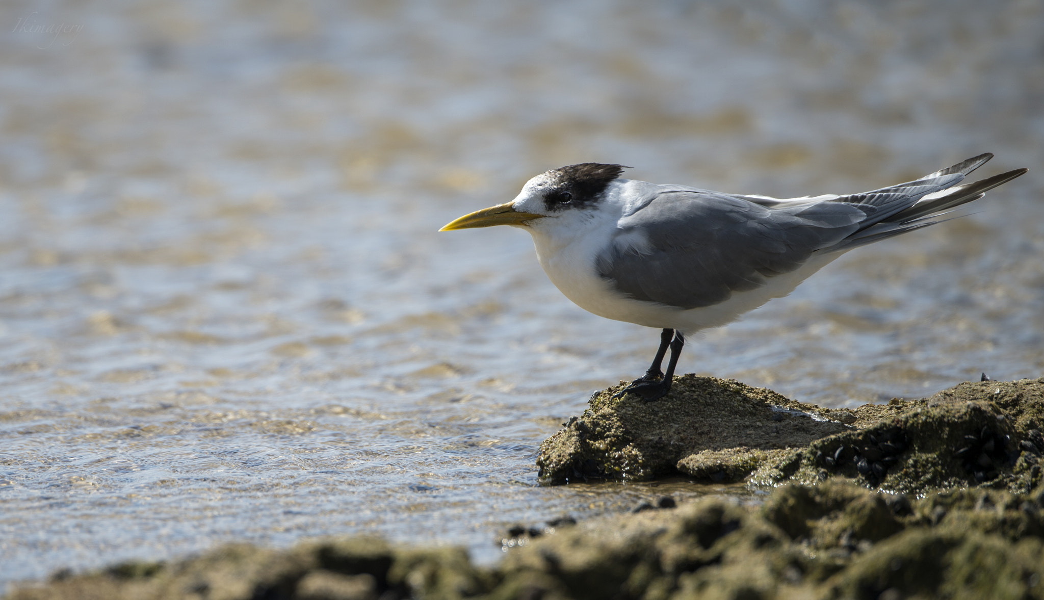 Nikon D4 sample photo. Seabird great crested tern photography