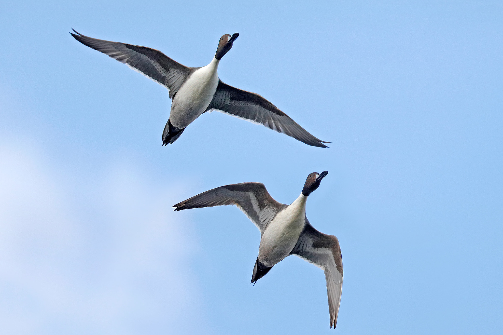 Canon EF 500mm F4L IS II USM sample photo. Codons photography