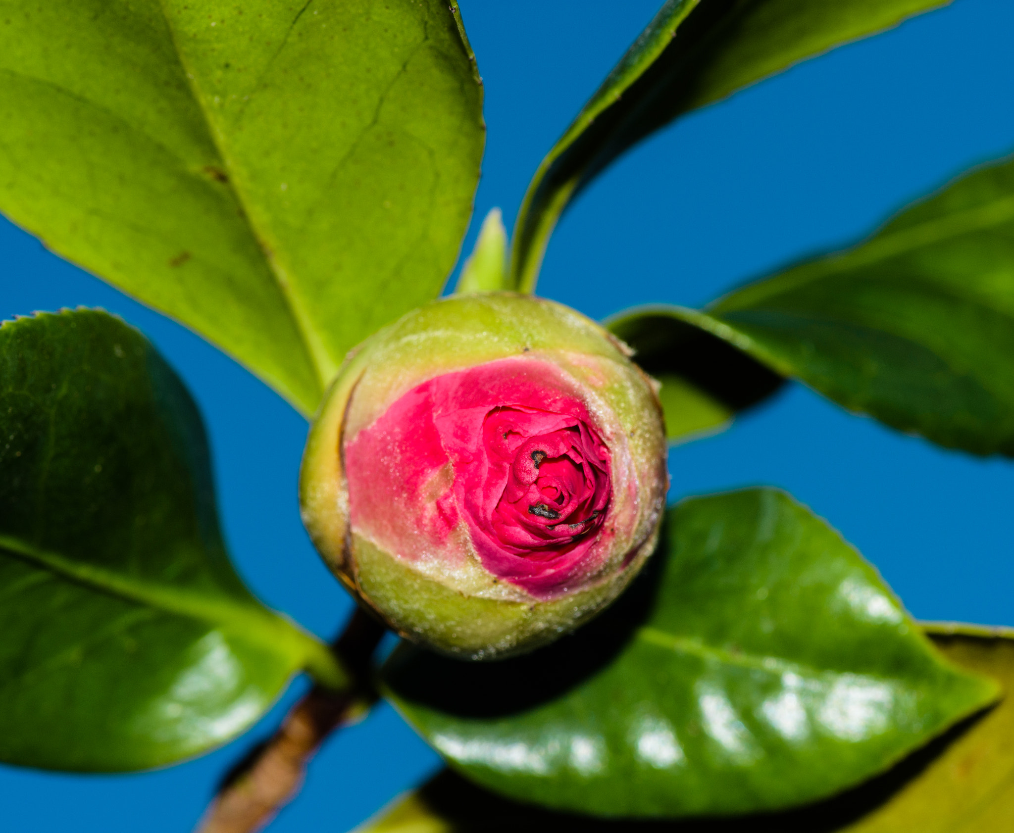 Nikon D7200 + Tokina AT-X Pro 100mm F2.8 Macro sample photo. Flower sunset photography