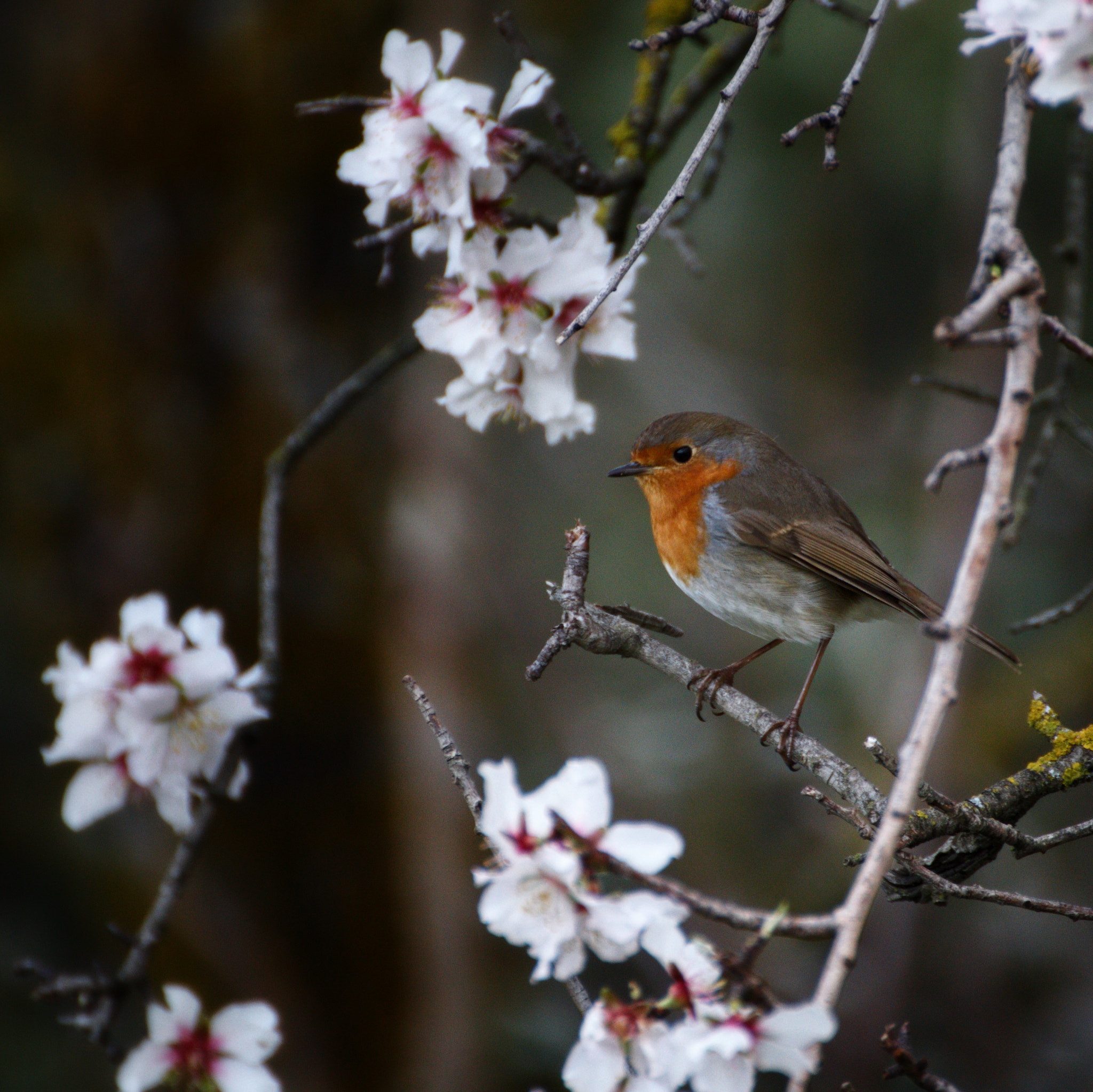 Canon EOS 70D + Tamron SP 35mm F1.8 Di VC USD sample photo. Petirrojo entre flores photography