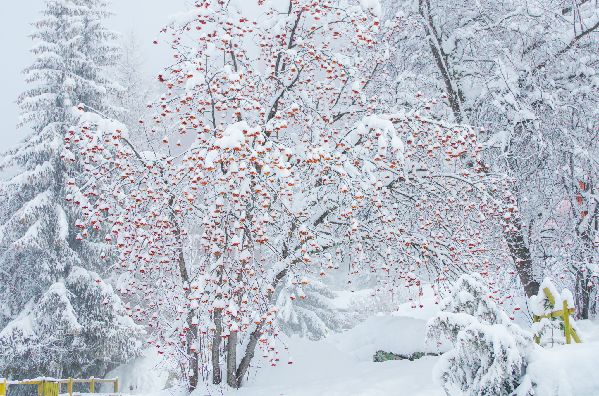 Pentax K-30 sample photo. Red and white  photography