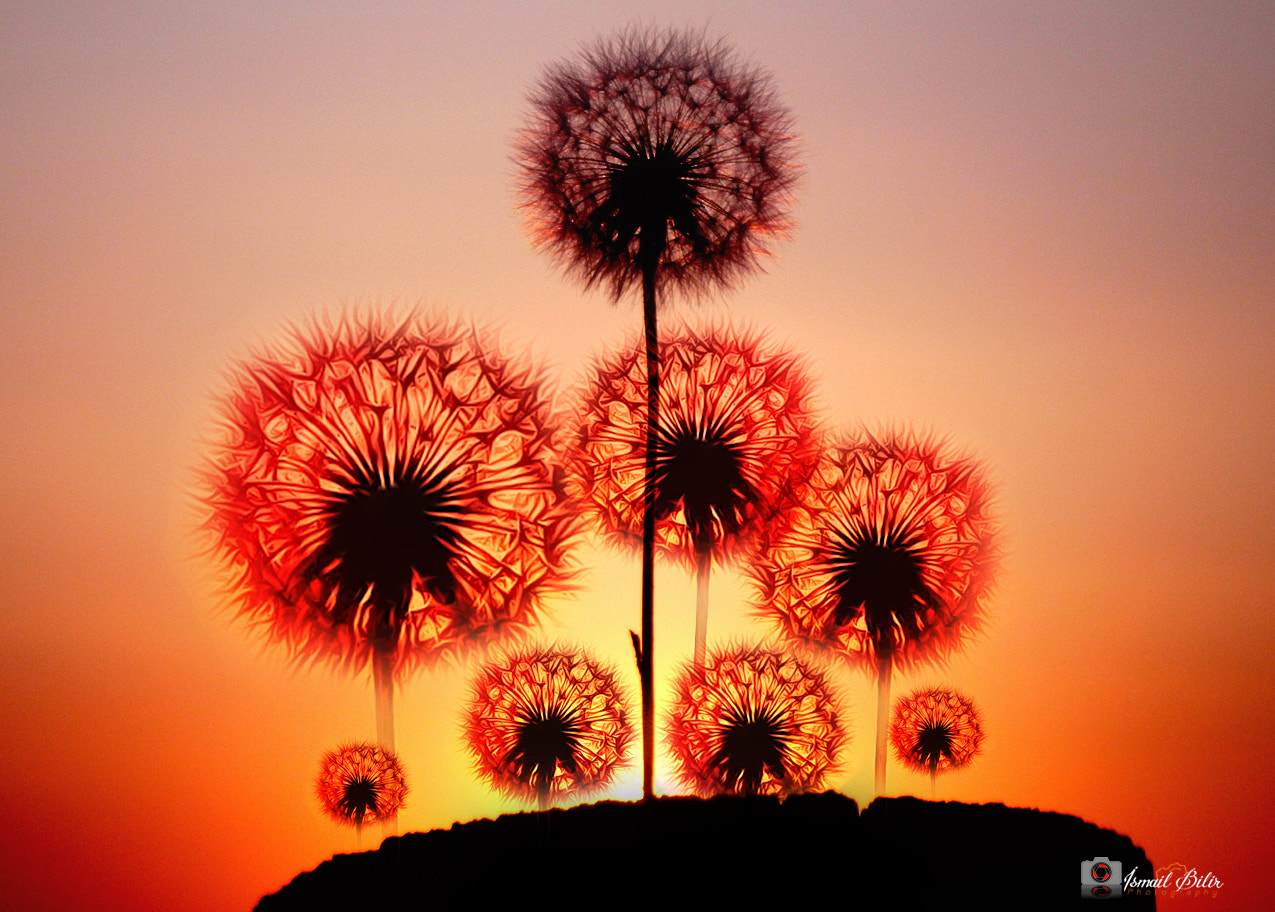 Fujifilm FinePix Z35 sample photo. Dandelion flowers.. photography