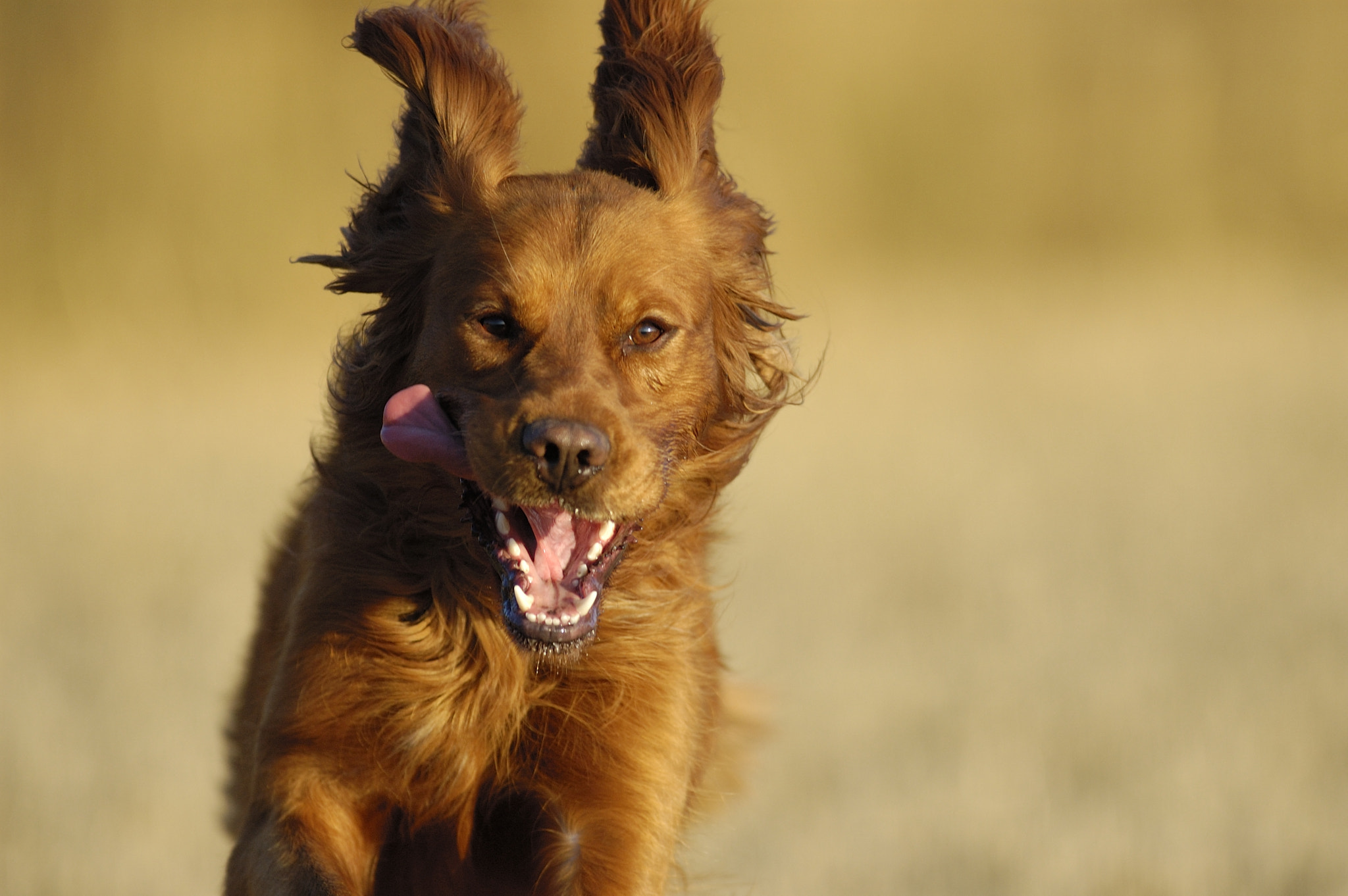 Nikon D70 + Nikon AF-S Nikkor 300mm F2.8G ED-IF VR sample photo. Golden retriever running photography