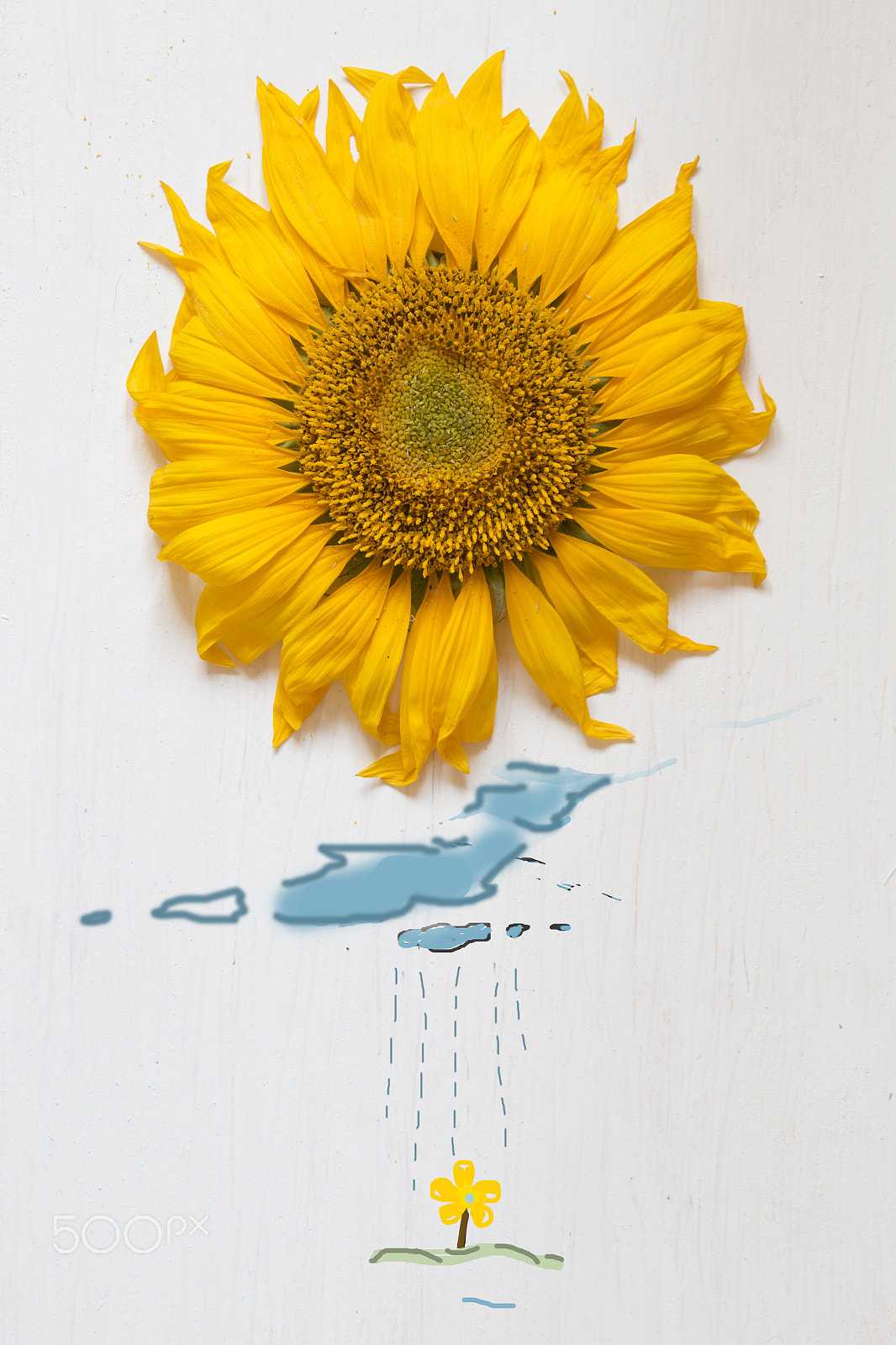 Canon EOS 70D + Sigma 18-200mm f/3.5-6.3 DC OS sample photo. Spring concept, sunflower - sun and rain with clouds photography