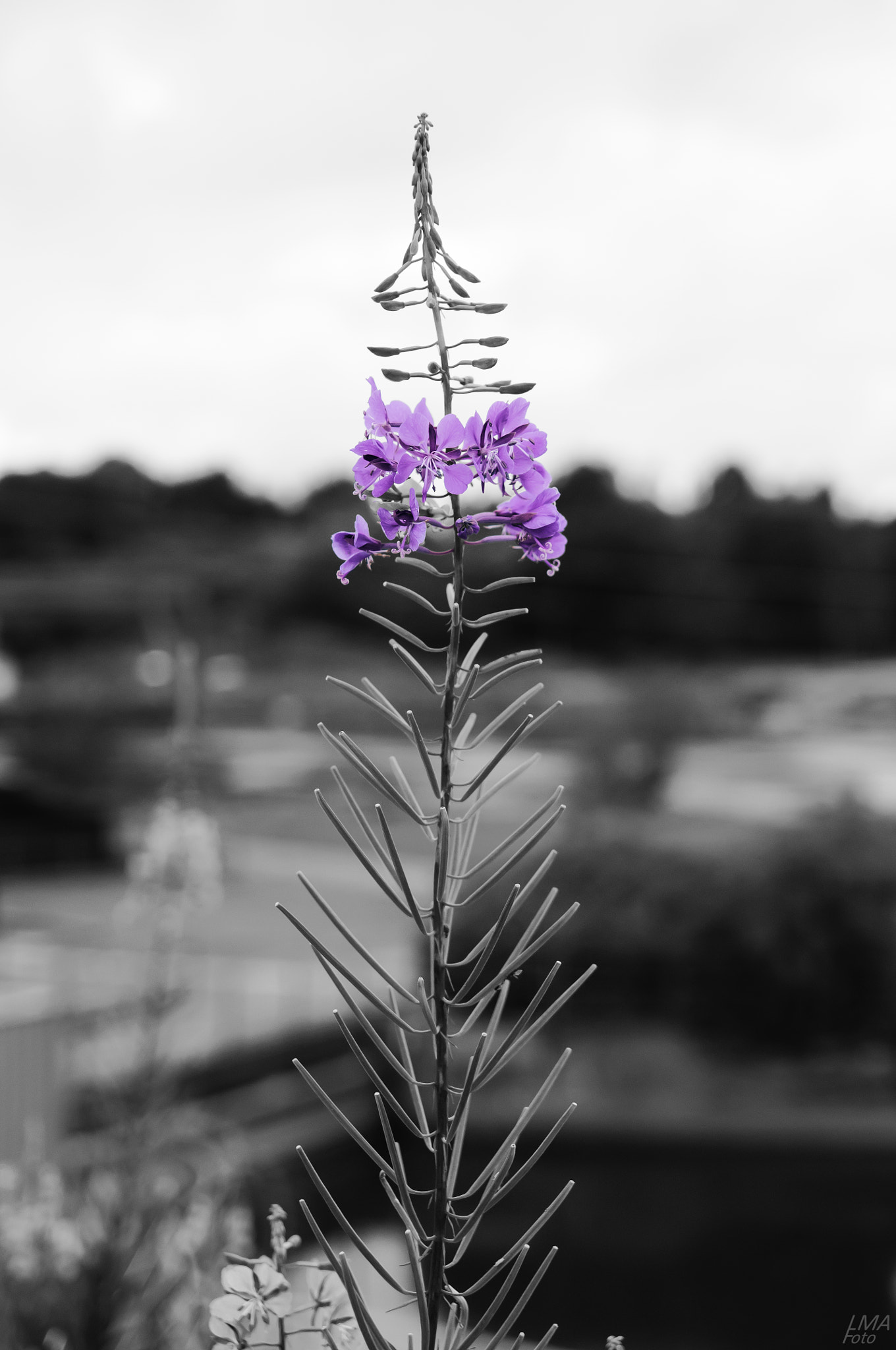 Nikon D300 sample photo. Beautiul flower photography