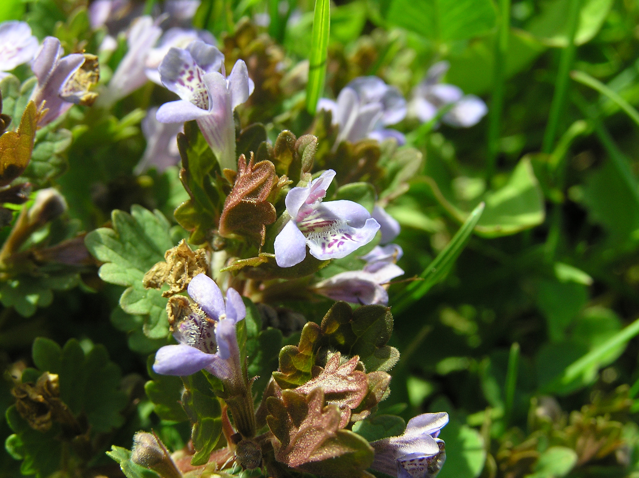 Olympus C765UZ sample photo. Creeping charlie (glechoma hederacea) photography