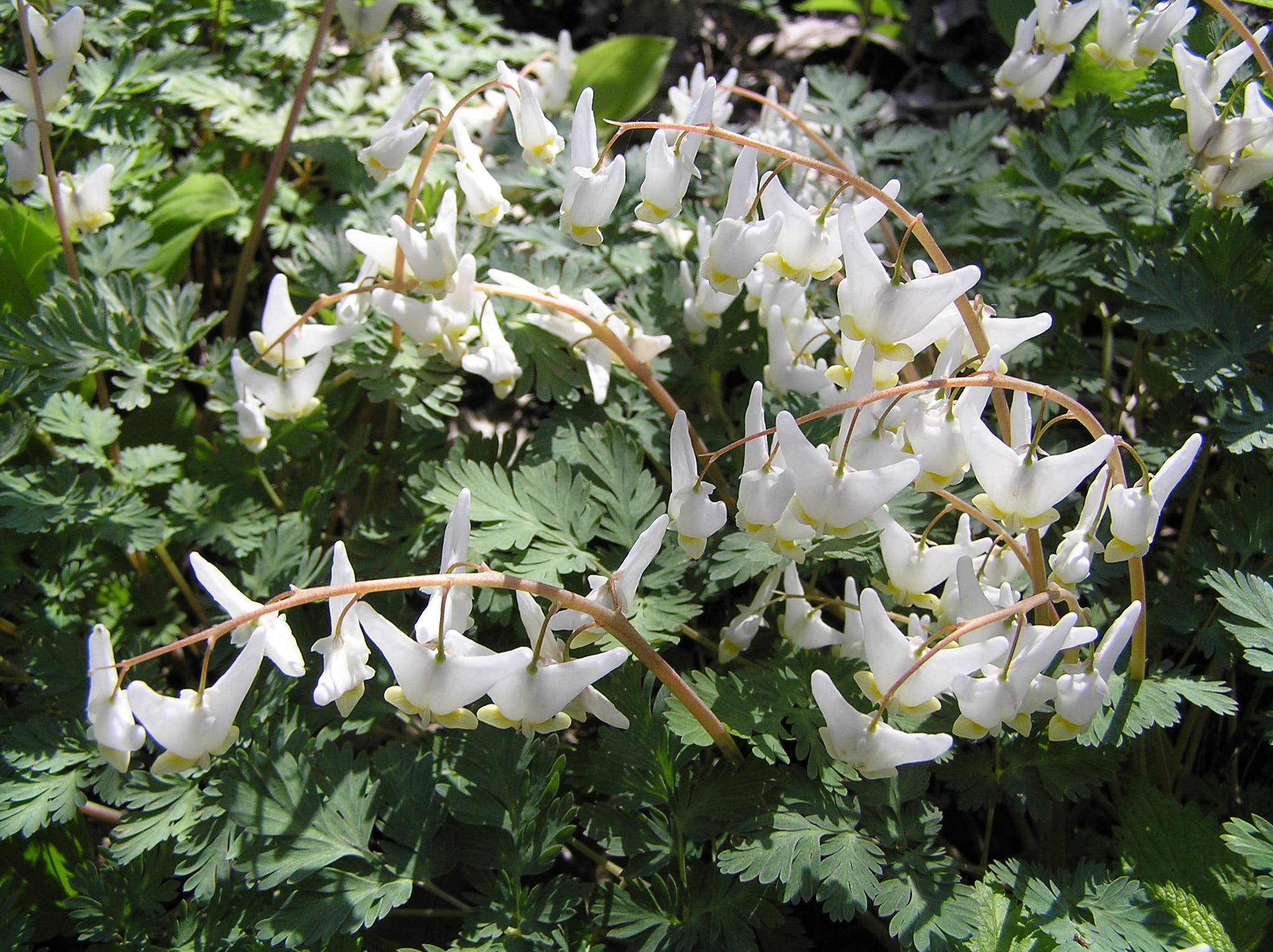 Olympus C770UZ sample photo. Dutchman's breeches (dicentra cucullaria) photography