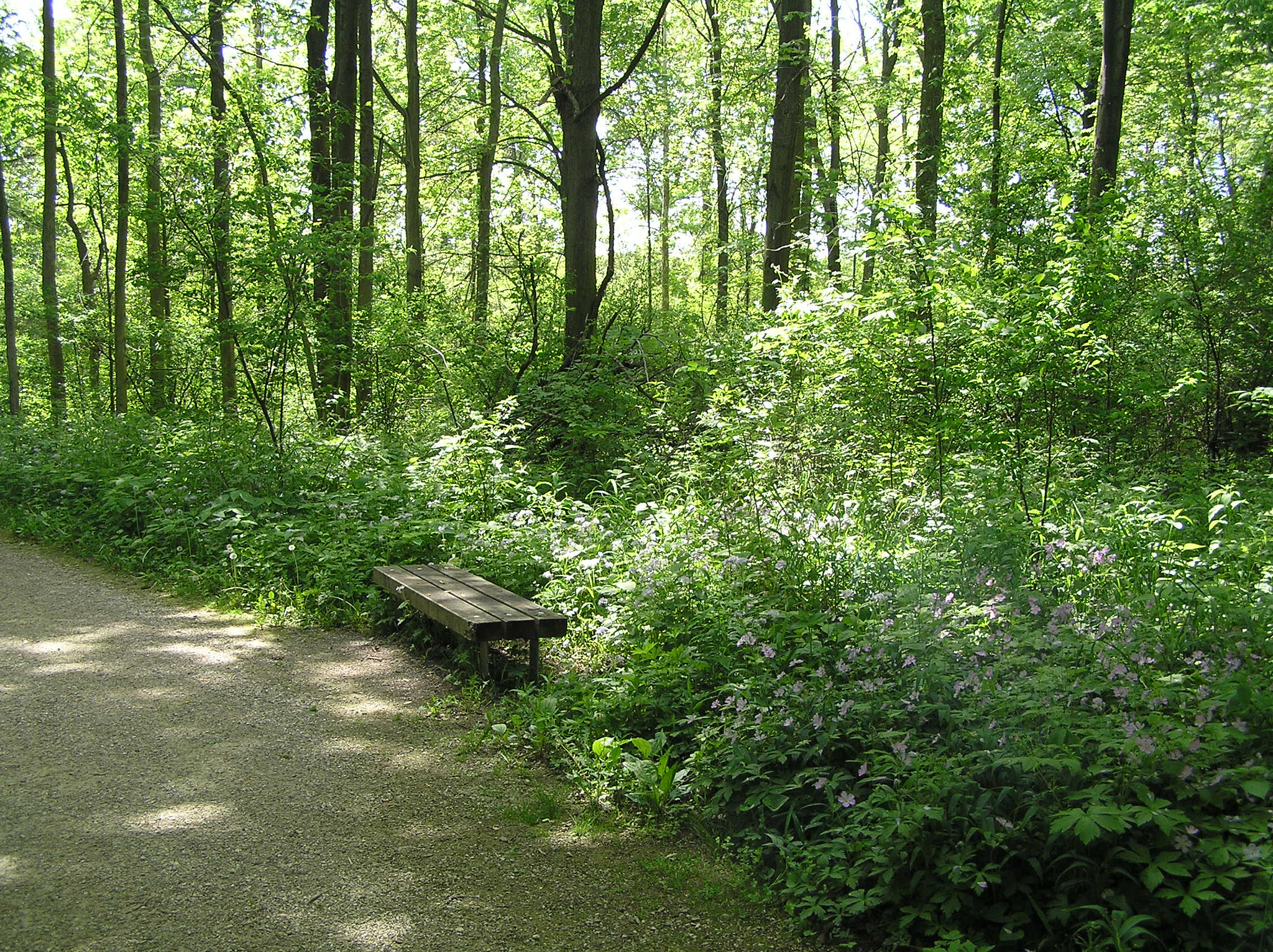 Olympus C770UZ sample photo. Bench among the greenery at pt. pelee photography