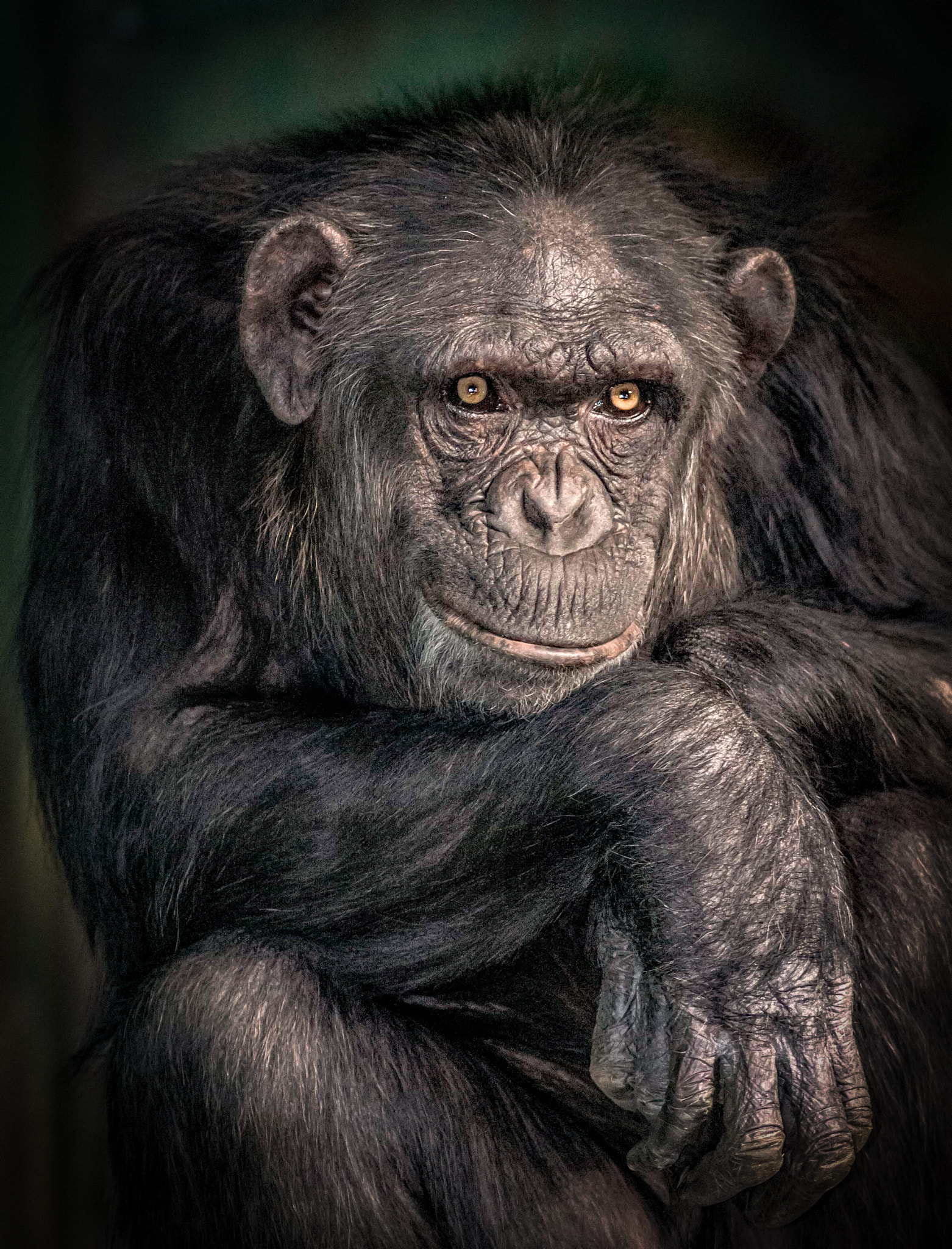 AF Nikkor 180mm f/2.8 IF-ED sample photo. A gentleman chimpanzee photography