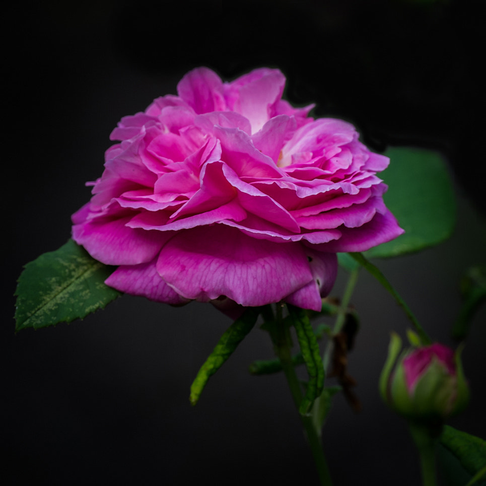 Fujifilm X-E1 + Fujifilm XC 50-230mm F4.5-6.7 OIS sample photo. Rose photography