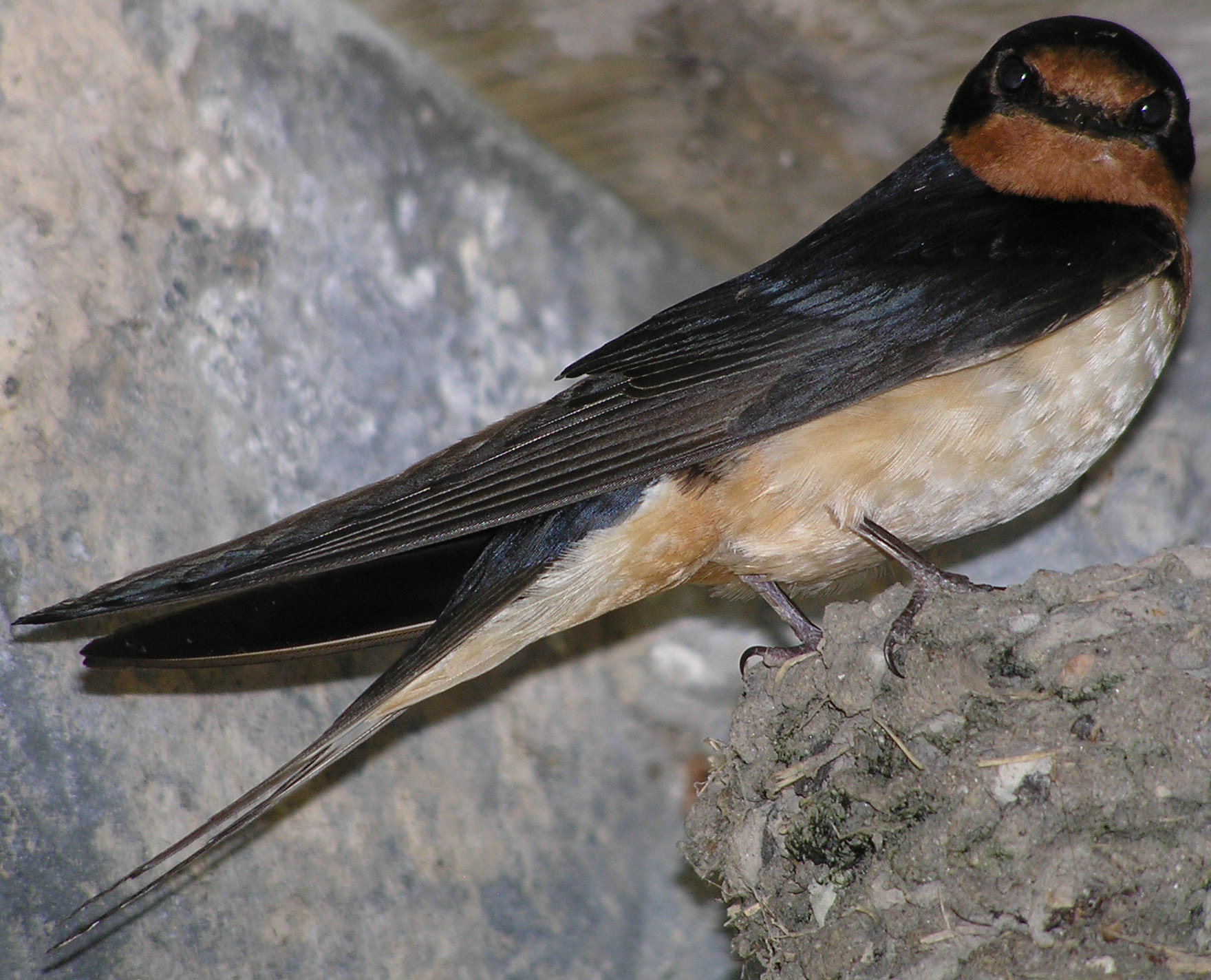 Olympus C770UZ sample photo. Barn swallow nesting in pt. pelee marsh tower photography