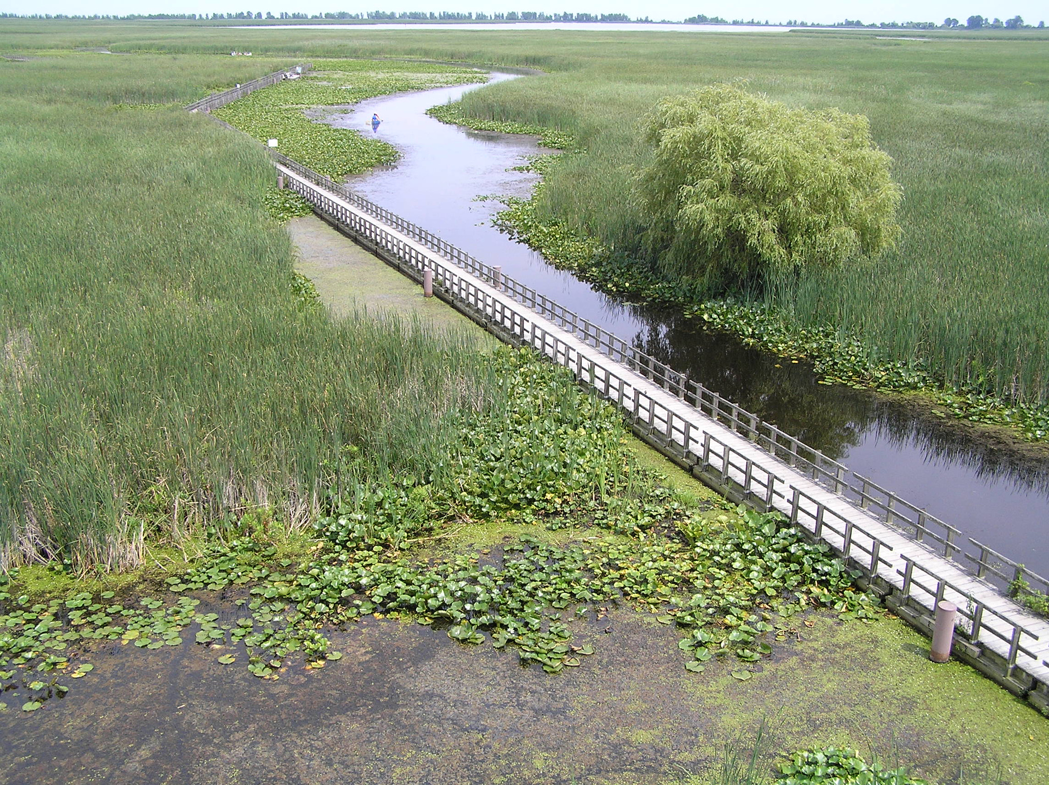 Olympus C770UZ sample photo. Pt. pelee marsh in summer, seen from tower photography