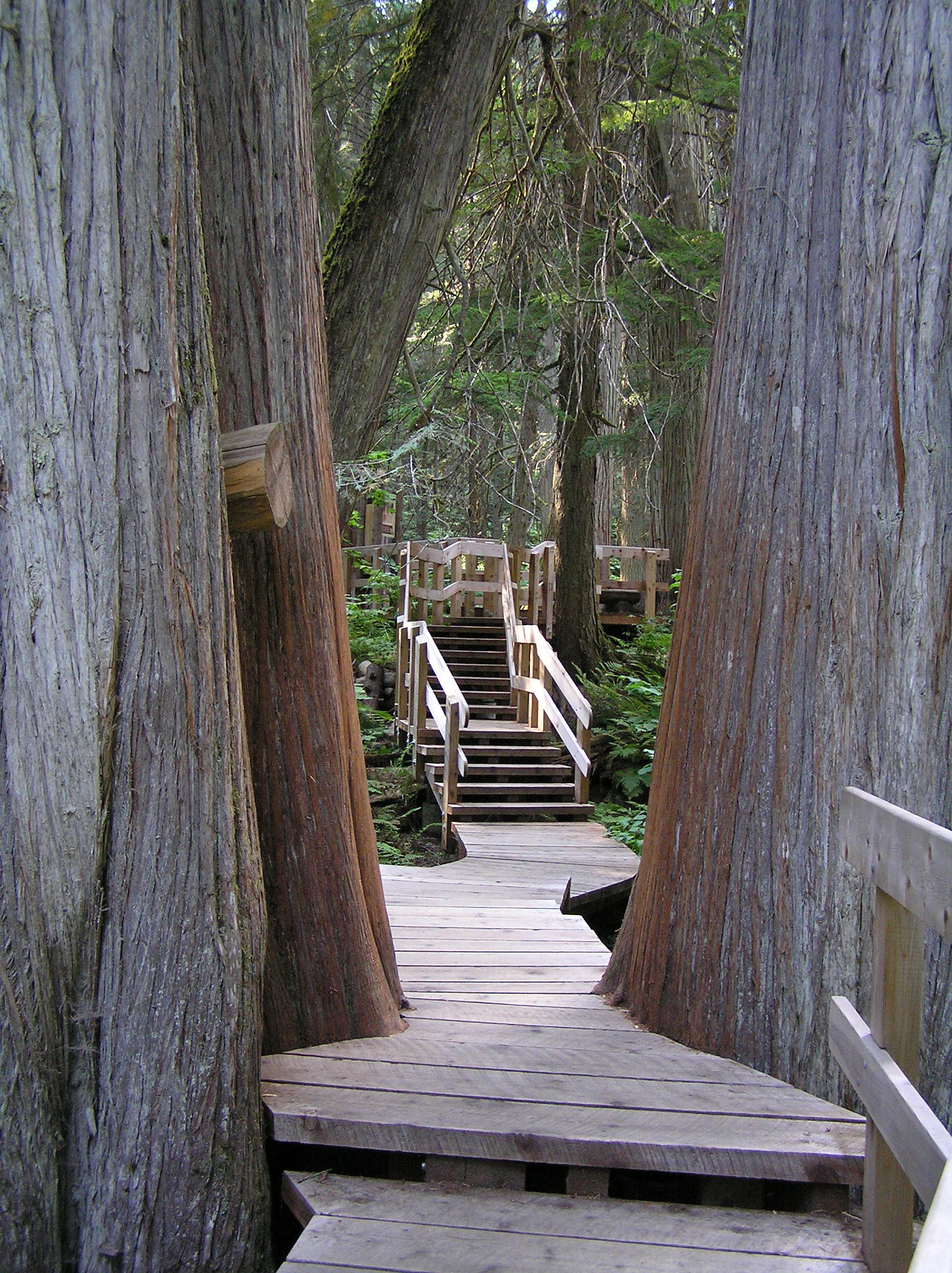 Olympus C770UZ sample photo. Huge trees photography