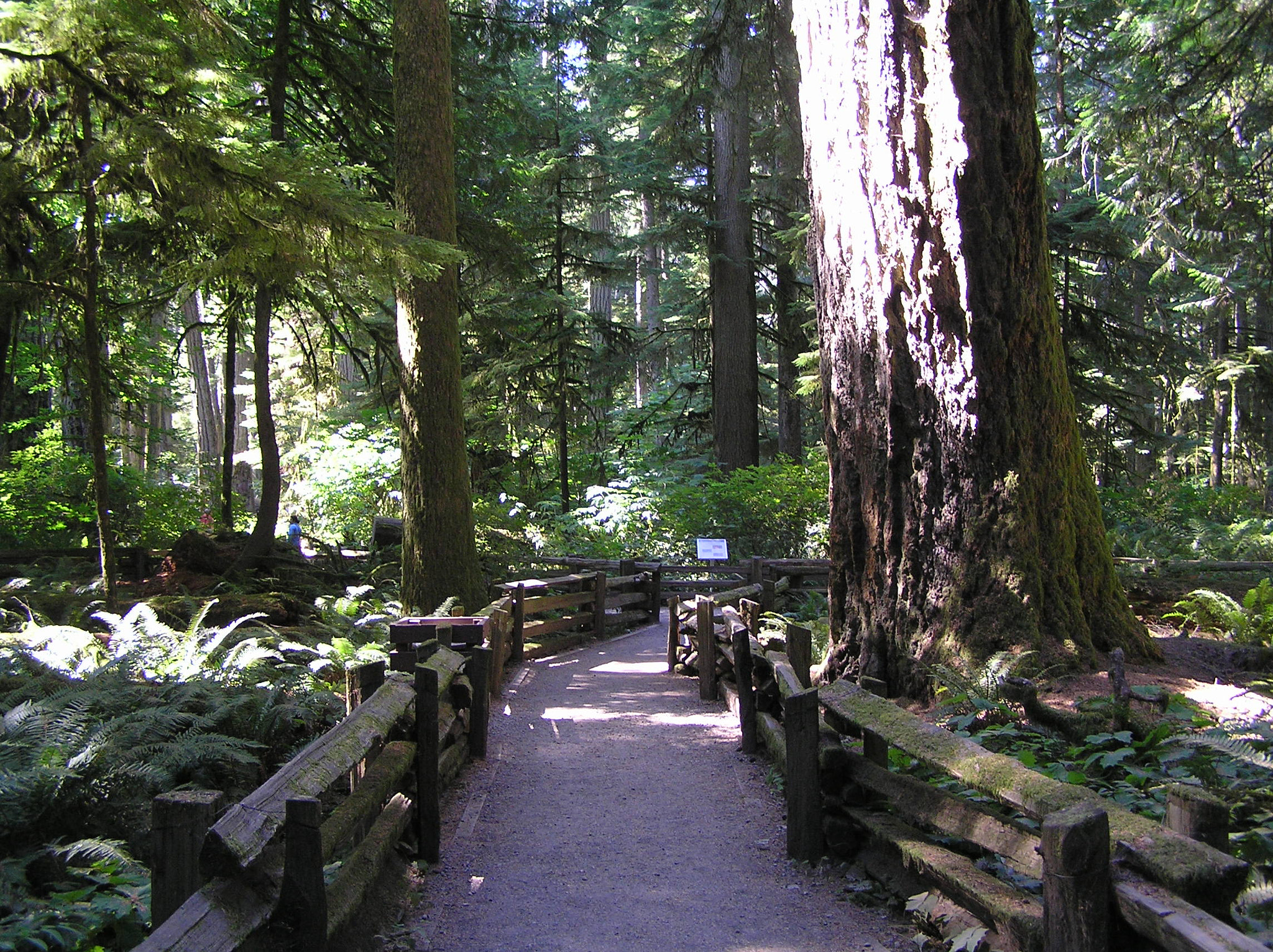Olympus C770UZ sample photo. Trail at cathedral grove photography