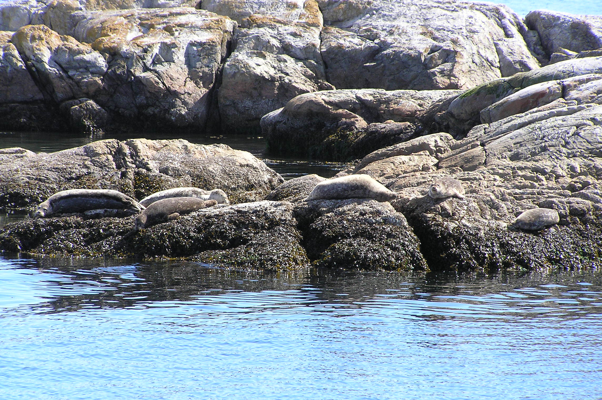 Olympus C770UZ sample photo. Seals on a small rocky islet photography