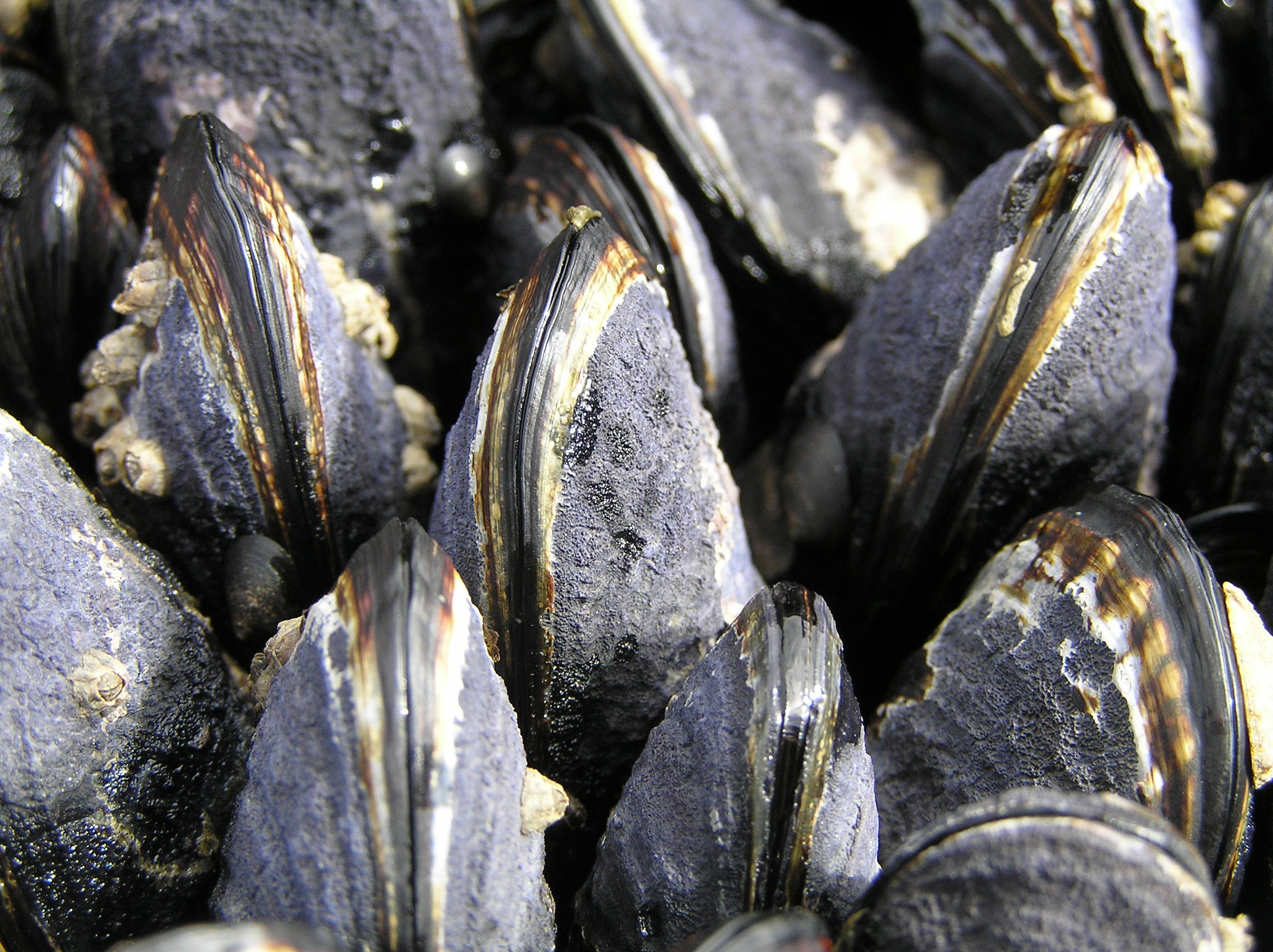 Olympus C770UZ sample photo. Mussels closeup photography