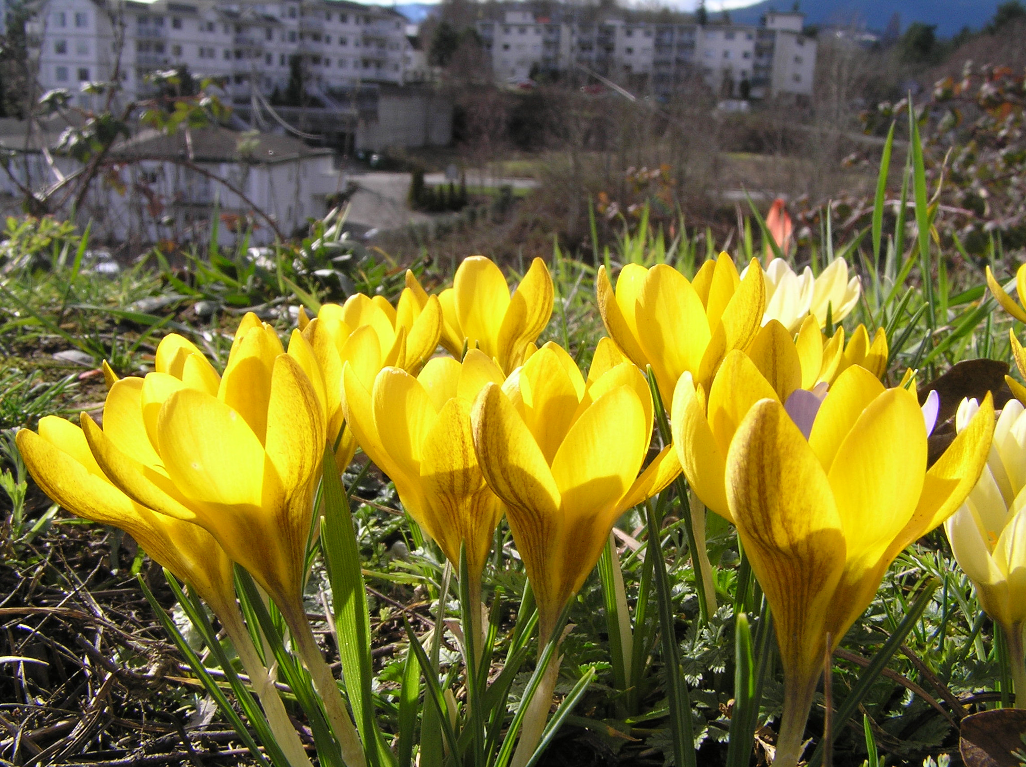 Olympus C770UZ sample photo. Crocus flowers by terminal ave. at the estuary photography