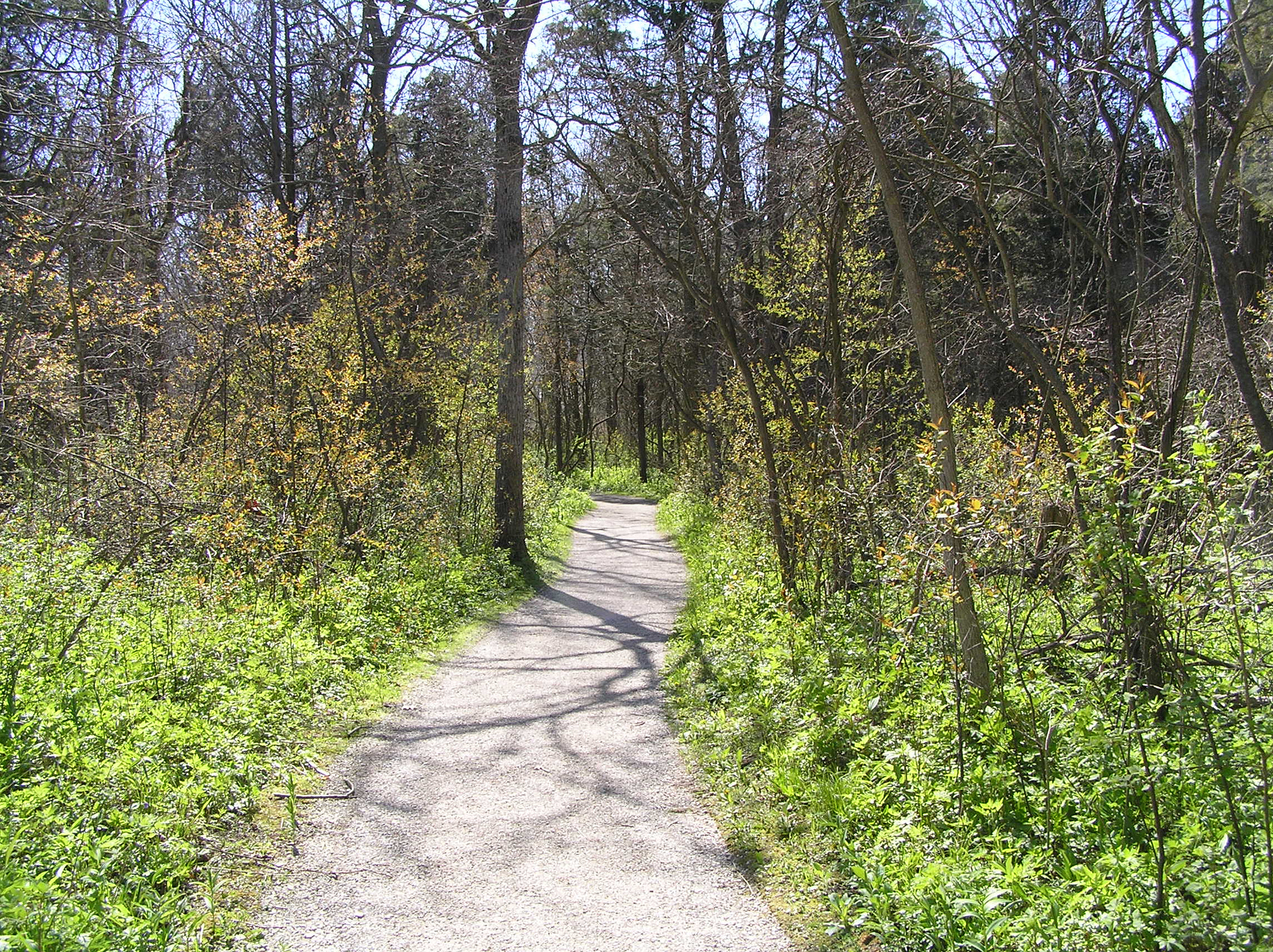 Olympus C770UZ sample photo. Early spring in the forest at pt. pelee photography