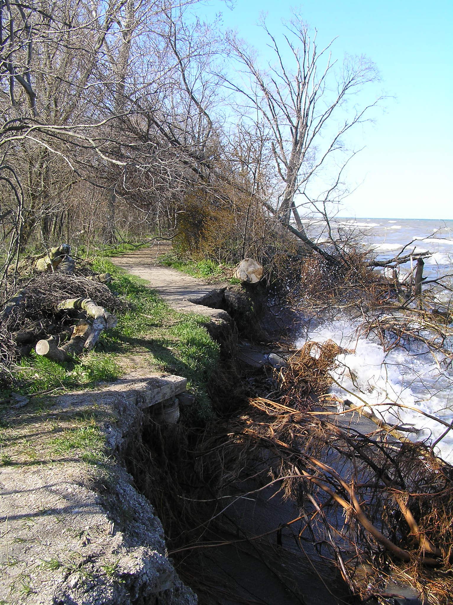 Olympus C770UZ sample photo. Fallen trees and eroded trail, pt. pelee, 2007 photography