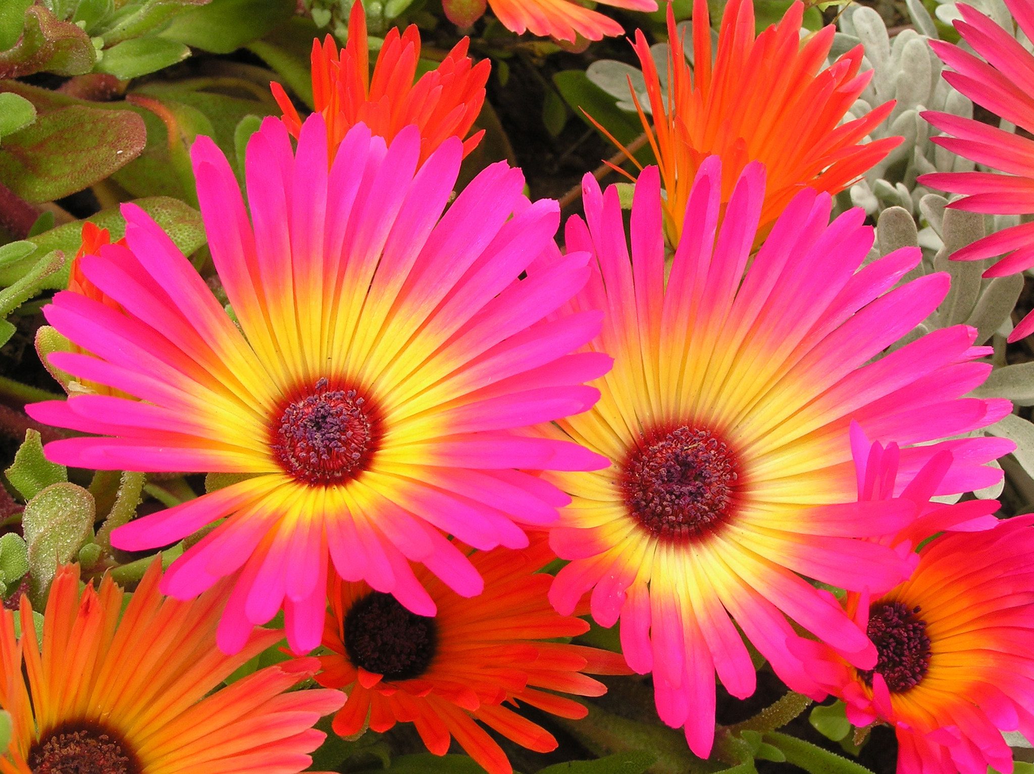 Olympus C770UZ sample photo. Flower photography
