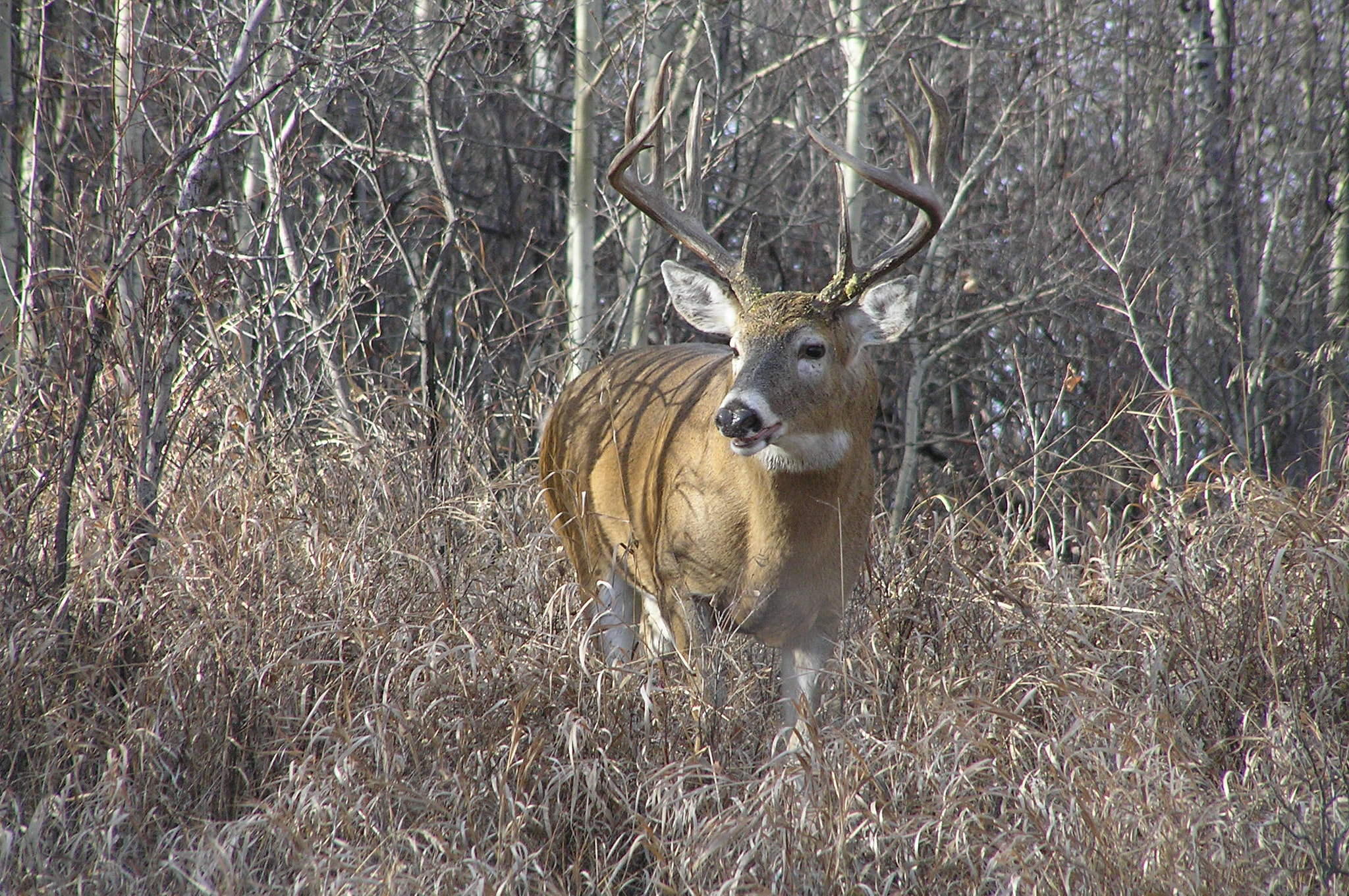 Olympus C770UZ sample photo. Deer at fish creek provincial park photography